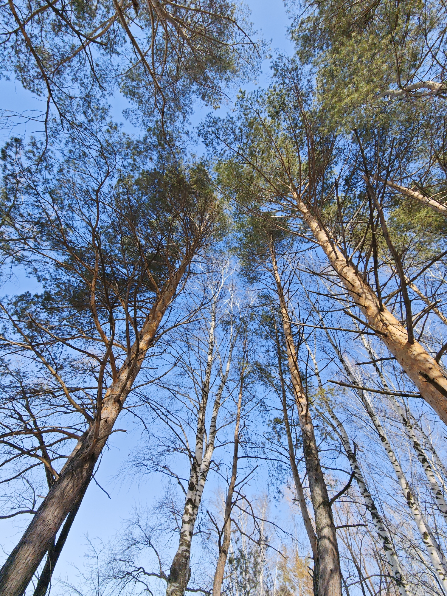 The image shows a low-angle view looking up into a forest canopy. Tall pine trees with brown trunks and green needles are intermixed with birch trees characterized by their white bark with black markings. Most deciduous branches are bare, suggesting winter or early spring. A clear blue sky is visible between the branches. Given the prompt, the location is presumed to be in the city of Chaikovsky, Russia. No people or animals are visible in the image.