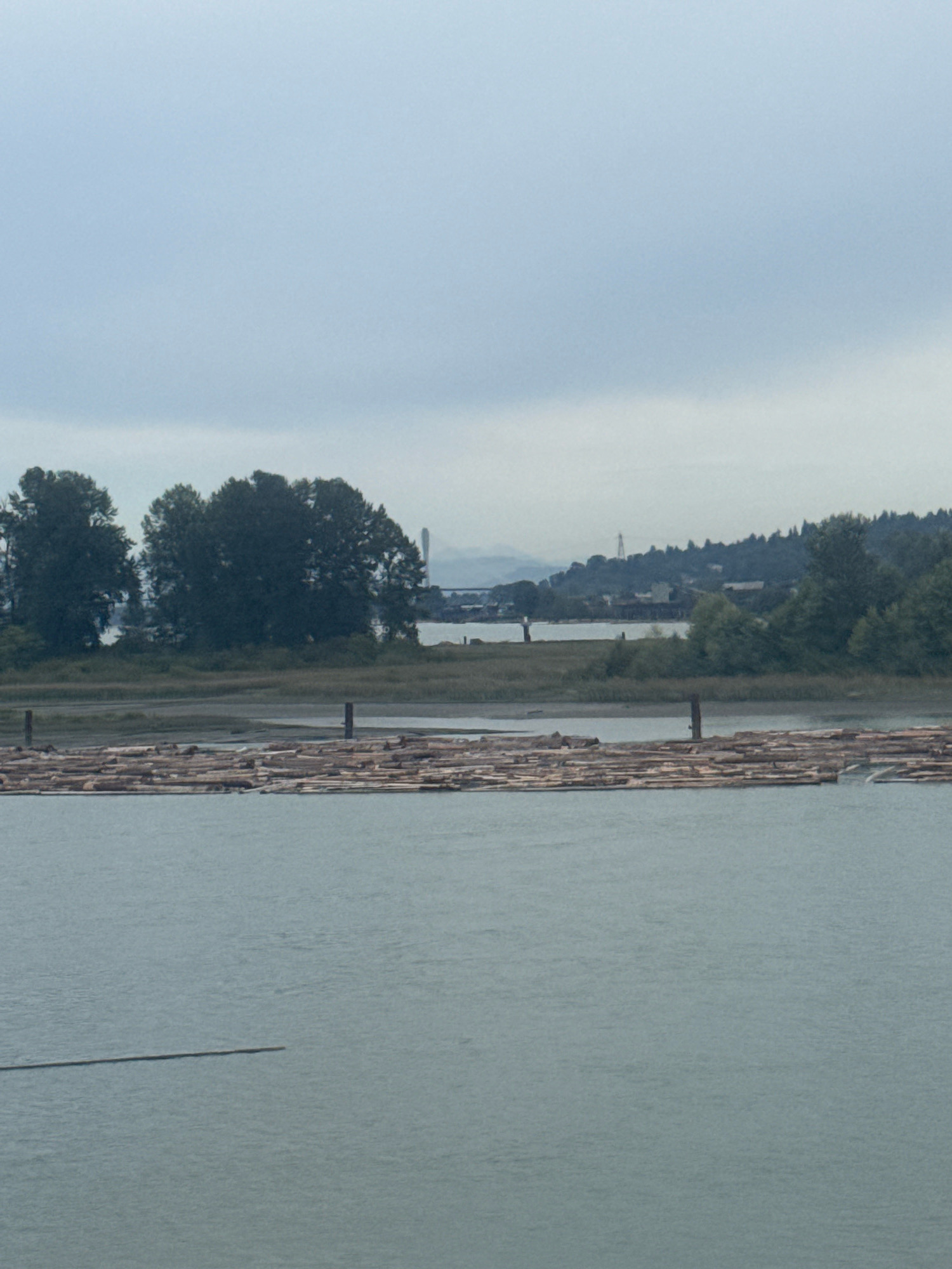 This image depicts a wide, grey body of water, likely a river or inlet, in New Westminster, Canada. In the foreground, a large raft of logs floats on the water. Beyond the logs, a muddy bank is visible, lined with tall, dark green trees. In the distance, a hazy outline of a city or industrial area can be seen, with some structures and a bridge. The sky is overcast and light grey, contributing to the muted tones of the scene. There are no people visible in the image.