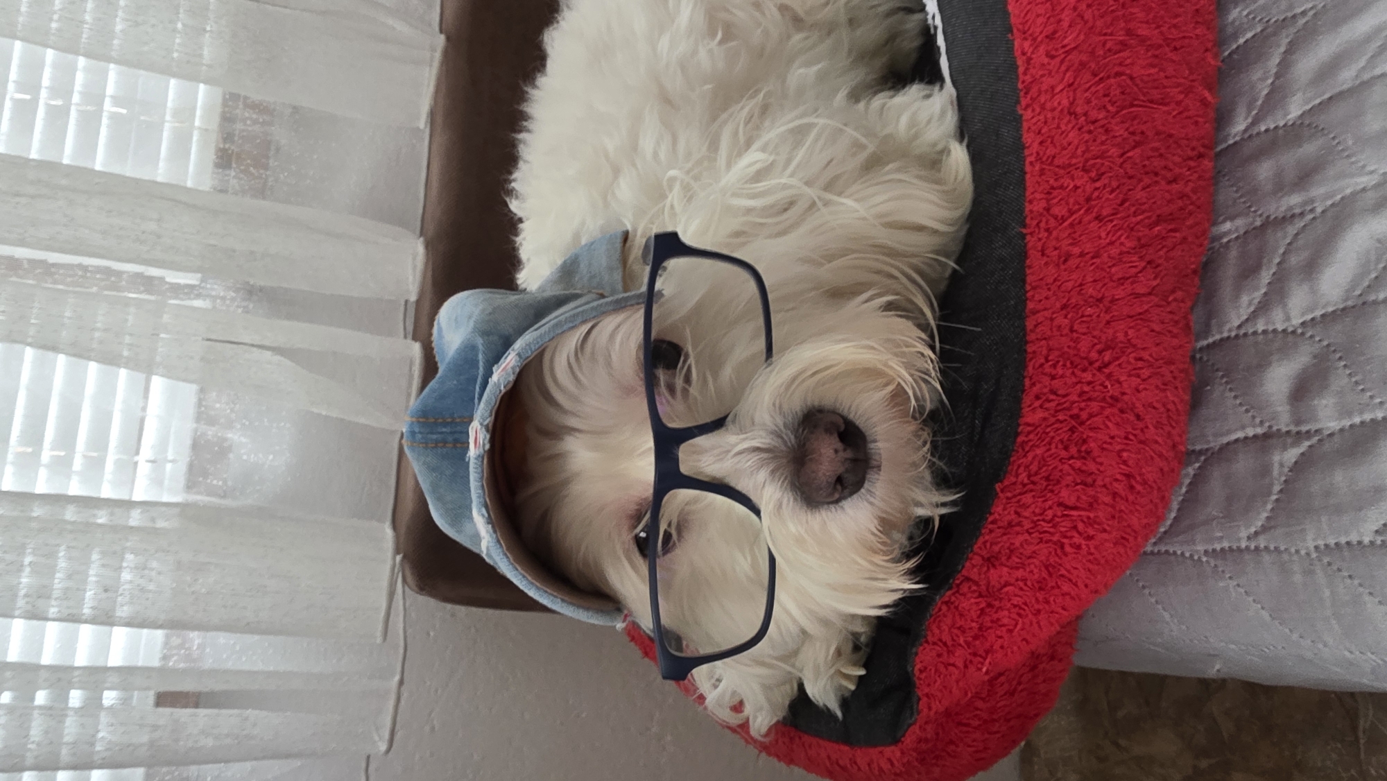 A white, fluffy dog, possibly a Maltese or similar breed, is depicted lying down indoors. The dog, positioned towards the left of the frame and looking upwards at the viewer, is wearing a light blue, denim-style hooded garment. Black-framed glasses are resting on its snout and partially on its forehead, giving it a whimsical and intelligent appearance.
The dog is nestled within a dog bed or cushion, which features a prominent red, textured border visible along the right side of the animal. To the immediate right of the dog bed, a grey quilted blanket or comforter is visible. In the background, to the left of the dog, is a window covered by white Venetian blinds, allowing soft, diffused daylight into the room.
The setting appears to be a cozy home environment, possibly in Blagoevgrad, Bulgaria, as per the provided location context. The light suggests it is daytime. The dog appears relaxed and comfortable, exuding a charming and calm demeanor. There is no visible text in the image.