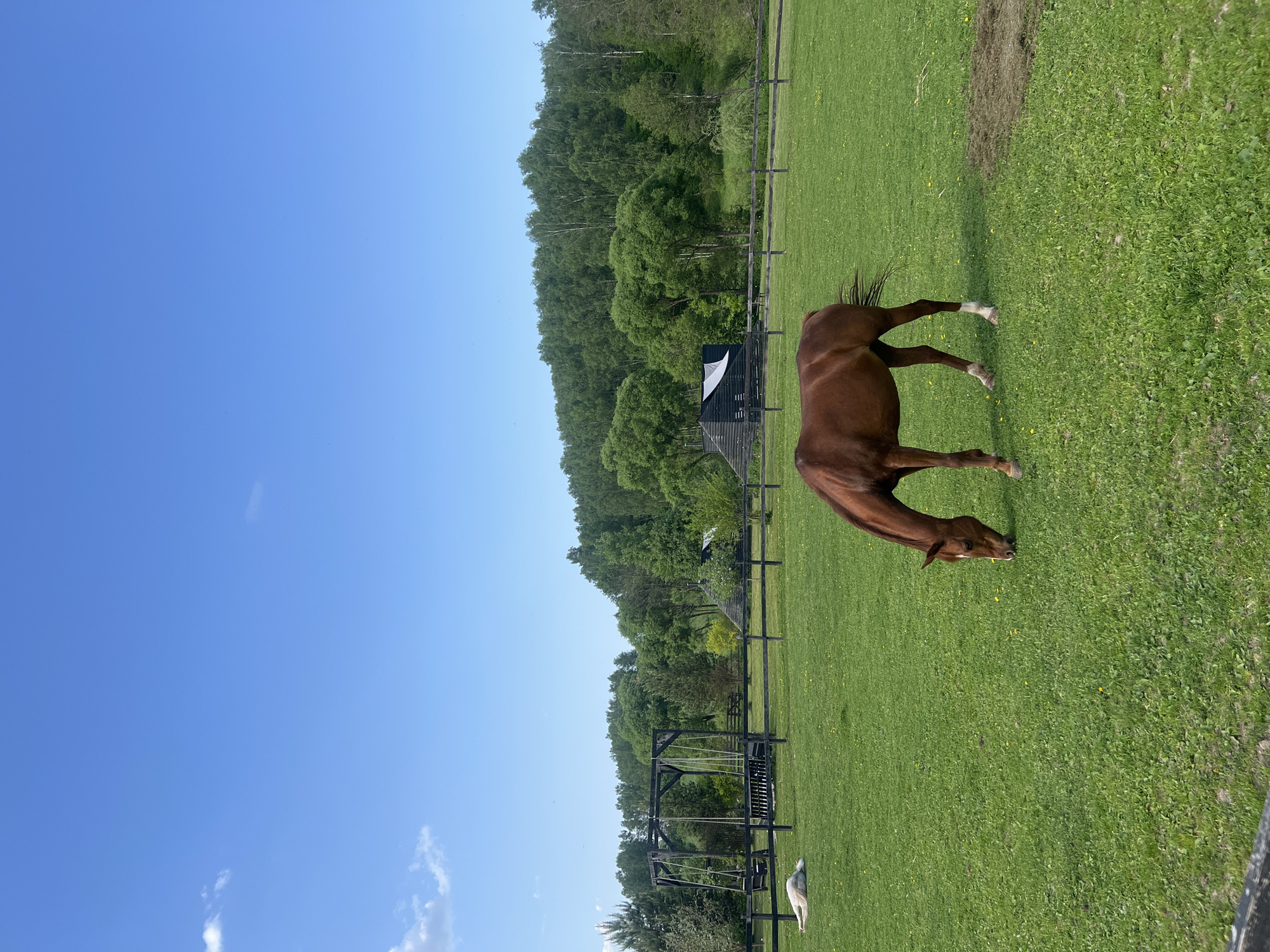 A chestnut horse grazes in a grassy field under a clear blue sky. The field is bordered by a wooden fence and trees. A small building is visible amongst the trees. A swing set and a white dog are in the lower left corner of the image. The image is rotated 90 degrees counter-clockwise. The location is possibly Prudki, Russia.