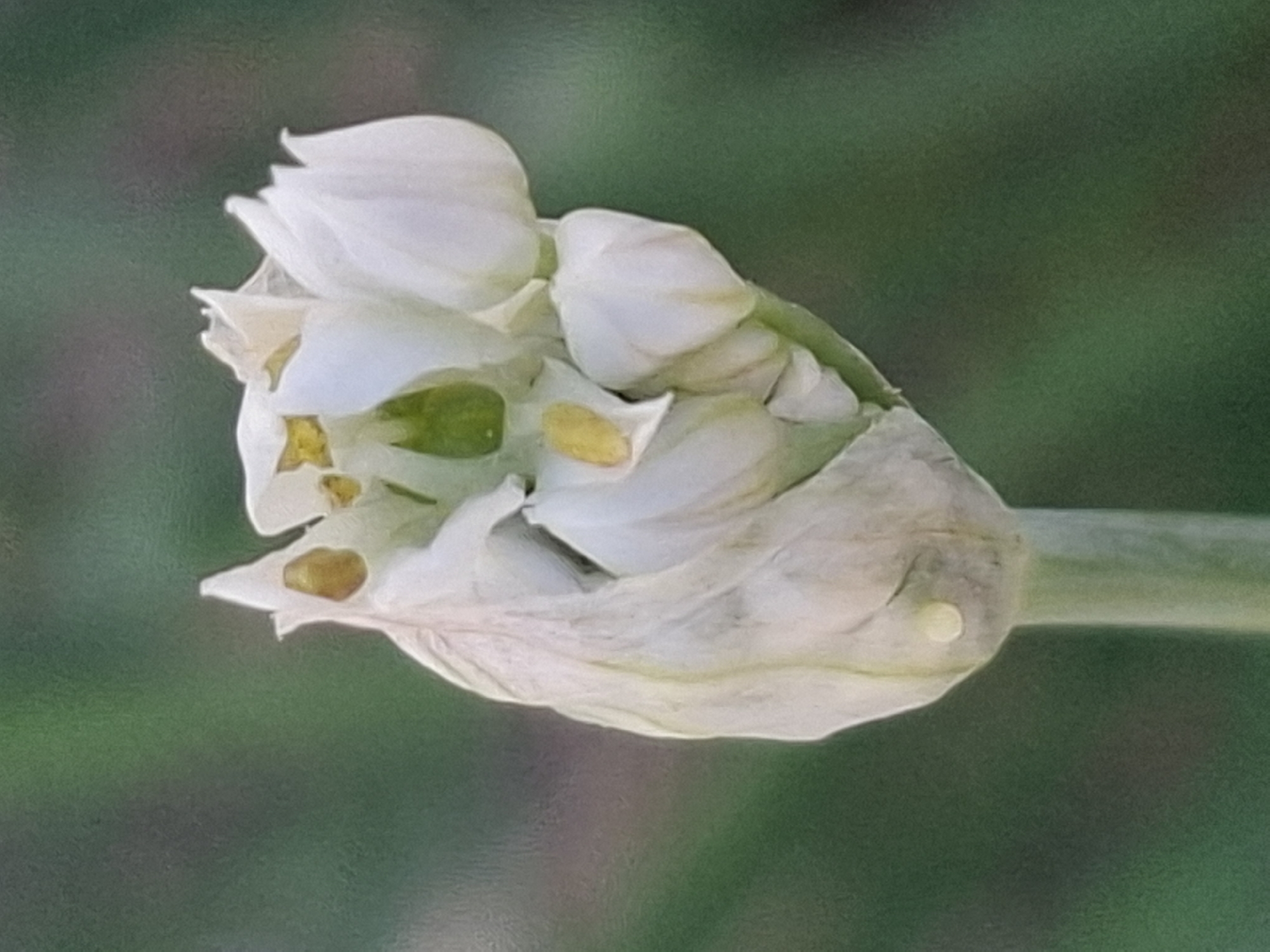 A close-up, vertical, eye-level shot shows a partially opened white flower bud against a blurred green background, likely foliage. The bud, composed of delicate, overlapping petals, has yellow speckles visible in its center and a small green pistil. The stem of the flower, visible at the bottom of the frame, is light green and textured. The overall lighting suggests natural daylight. There is no discernible urban environment or any indication of the city of Almaty, Kazakhstan.