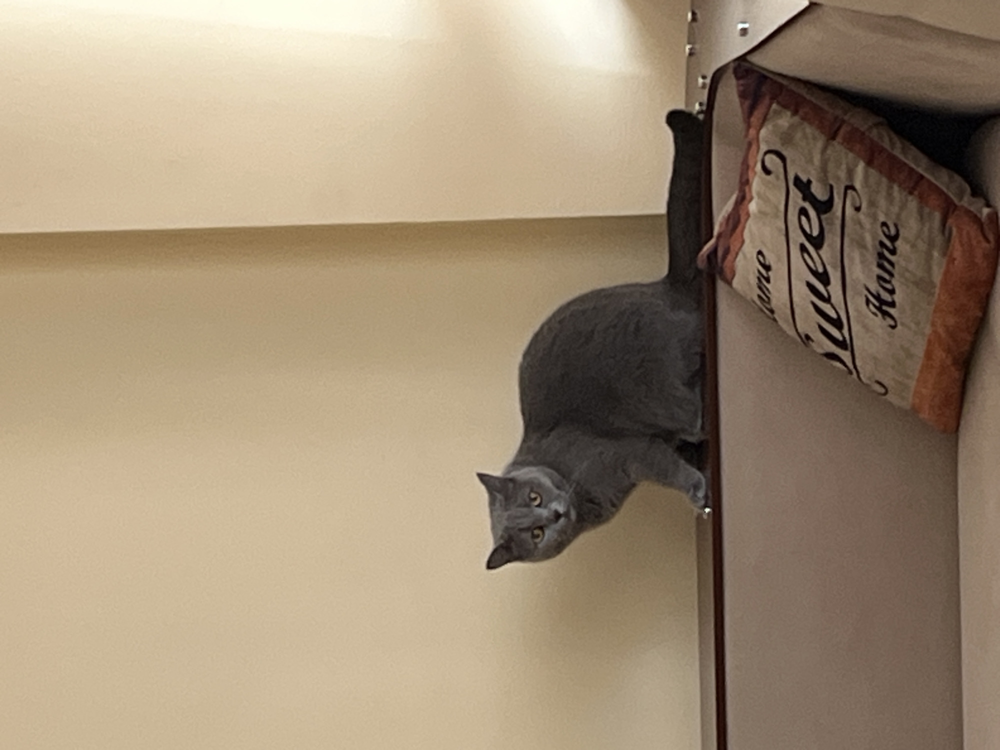 A medium-sized grey cat is perched on the edge of a piece of furniture, looking down at the viewer. The cat's body is partially obscured, but its tail is visible extending upwards. The furniture appears to be a sofa or chair, with a decorative pillow tucked into the corner behind the cat. The pillow has the words "Home Sweet Home" printed on it in a stylized font. The background is a plain, light-colored wall. The location of this image is in Alanya, Turkey.