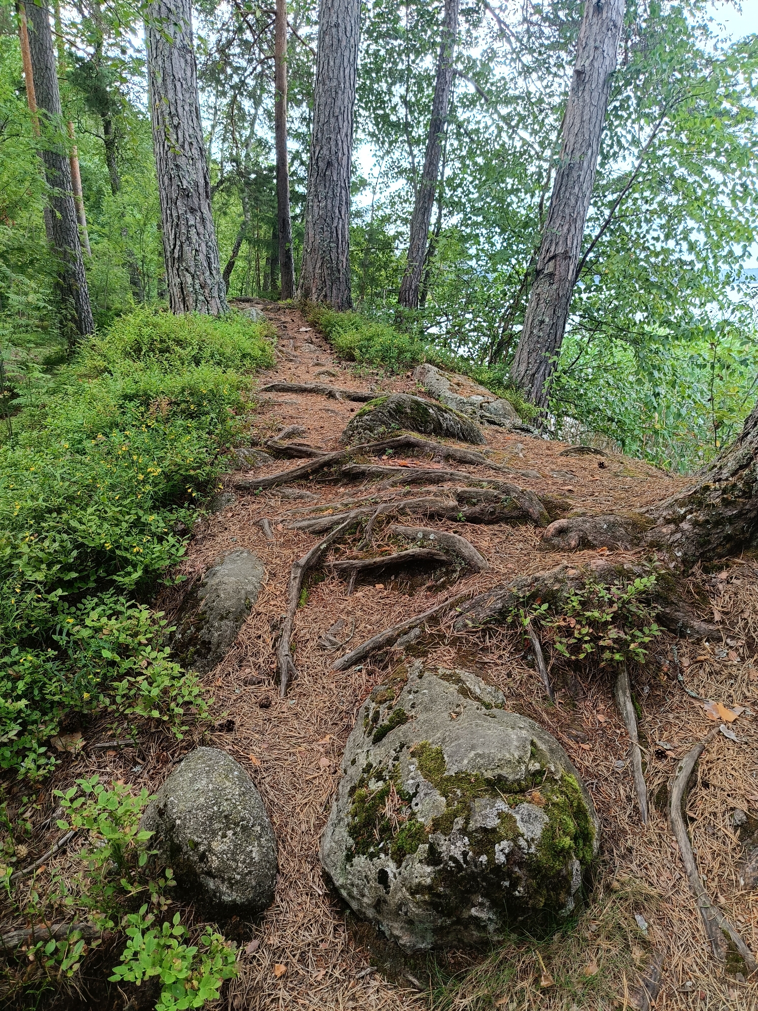 The image depicts a nature scene in Zerkal'nyi, Russia. A dirt path winds uphill through a forest, flanked by dense green foliage and pine trees. Exposed tree roots snake across the path and surrounding ground, interspersed with rocks, some of which are covered in moss. The ground is carpeted with pine needles and dry leaves. The lighting suggests it is daytime. No people or animals are visible in the image.