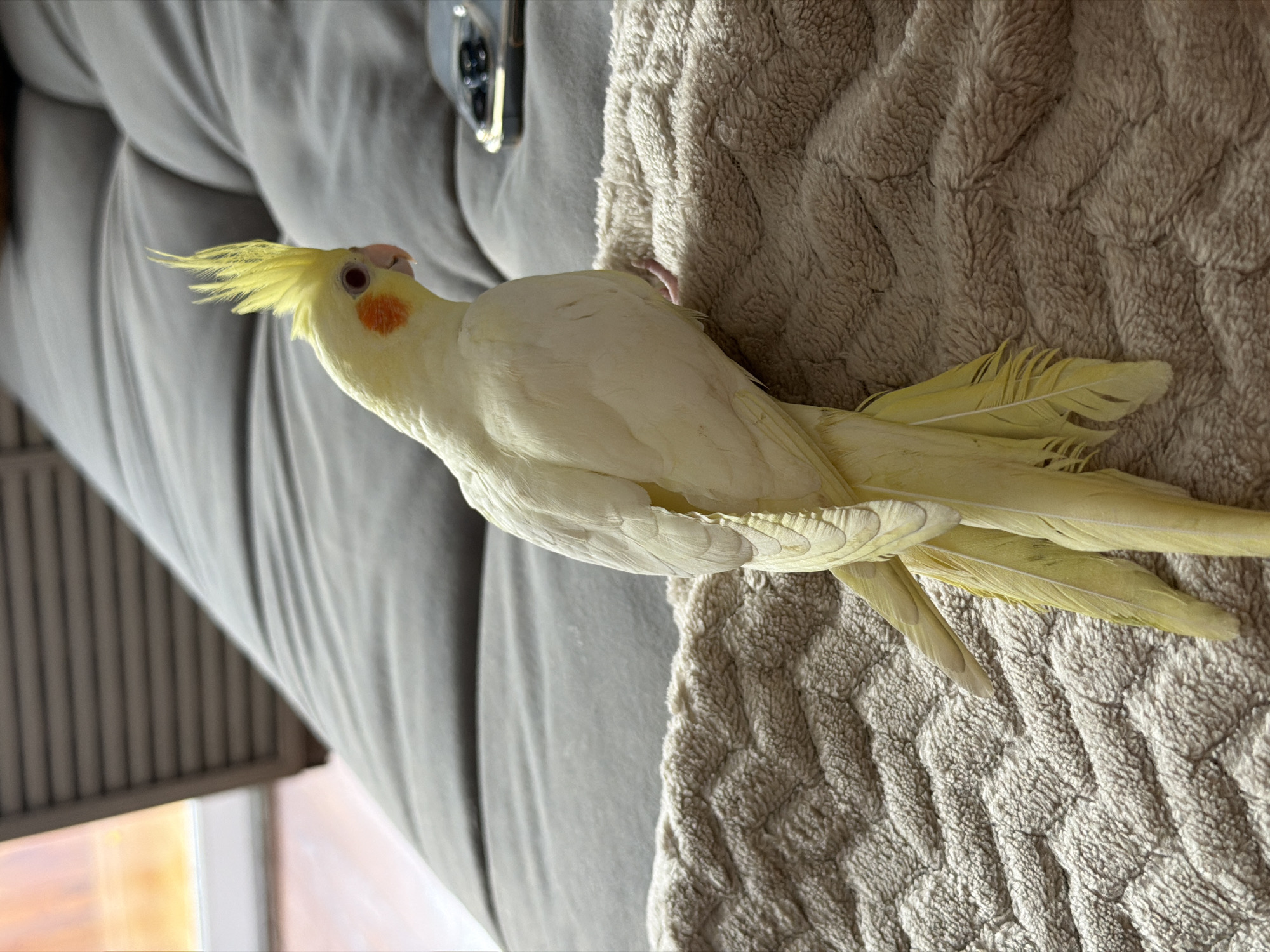 A yellow cockatiel is perched on a textured brown blanket, with its back to the camera. The bird has a distinctive crest of yellow feathers on its head, orange cheek patches, and a pale pink beak. Its tail feathers are long and yellow. In the background, a grey upholstered couch is visible, and to the right, a portion of a smartphone can be seen. The environment suggests an indoor setting, possibly a living room, with soft lighting. There is no information to suggest this image is located in Chaikovsky, Russia.