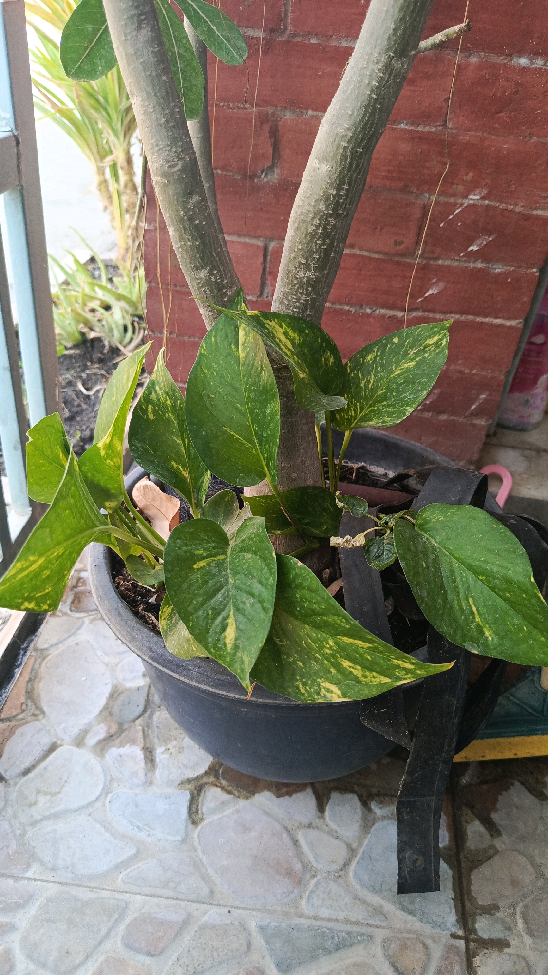 A potted plant with large, green, heart-shaped leaves variegated with yellow patterns is the primary subject of this medium-angle, close-up shot. The plant is in a dark-colored pot, partially obscured by a black strap. The pot rests on a tiled floor with irregularly shaped, light-colored stones. Behind the plant, the rough texture of a red brick wall is visible. The plant is situated outdoors, with a partial view of a light blue metal railing on the left and a blurry green plant in the background. The lighting suggests it is daytime. The scene is consistent with an outdoor patio or balcony area in Babadan, Indonesia.