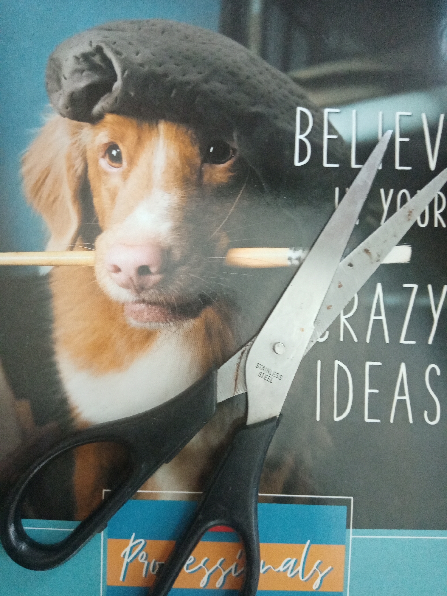 A photograph depicts a pair of stainless steel scissors with black handles placed over an image featuring a brown and white dog wearing a black beret and holding a paintbrush in its mouth. The image is a printed page with the partial text "BELIEVE YOUR CRAZY IDEAS" and the word "Professionals" visible. The scissors are positioned in the foreground, partially obscuring the printed text and the dog's image. The background appears to be a magazine or poster with a blue background behind the dog. There is no indication of the location being Elektrostal, Russia or any other city.