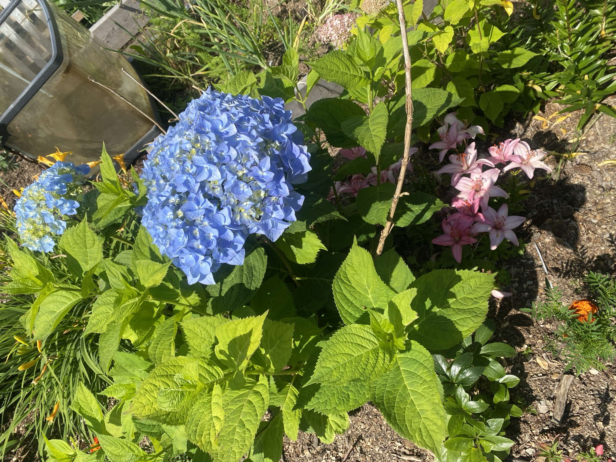 The image depicts a garden scene with vibrant blue hydrangeas as the focal point. The flowers are in full bloom, with numerous small florets clustered together to form large, spherical blooms. Lush green foliage surrounds the hydrangeas, with some leaves appearing bright lime green and others a deeper shade. In the background, a portion of a utilitarian object, possibly a wheelbarrow or container, made of translucent plastic with a dark frame, is visible. The ground is covered with soil and scattered with small stones and dried organic matter. There are also some pink lilies and a small orange marigold flower present in the garden. The lighting suggests a sunny day, casting distinct shadows on the ground. The scene appears to be located in an outdoor setting, likely a residential garden, with no identifiable landmarks to pinpoint its specific location within Tret'ya Pad', Russia.