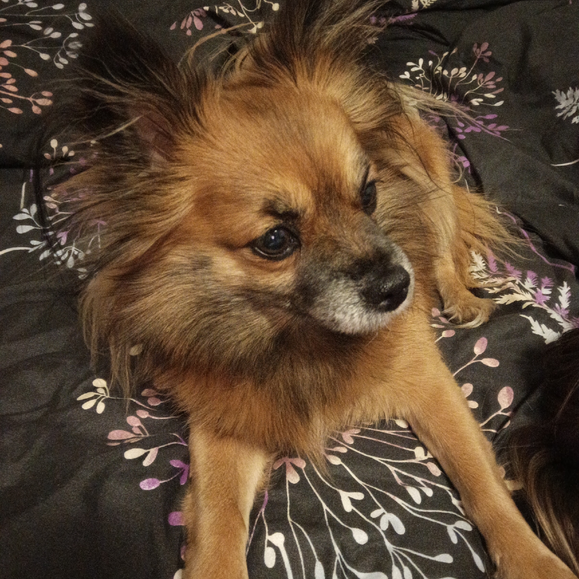 A medium-sized, tan and brown dog is lying on a dark gray floral patterned bedspread. The dog has long, shaggy fur, particularly around its head and neck, and a black nose with some graying around the muzzle. The bedspread has a pattern of stylized white and purple leaves or petals. The location is not indicated in the image.