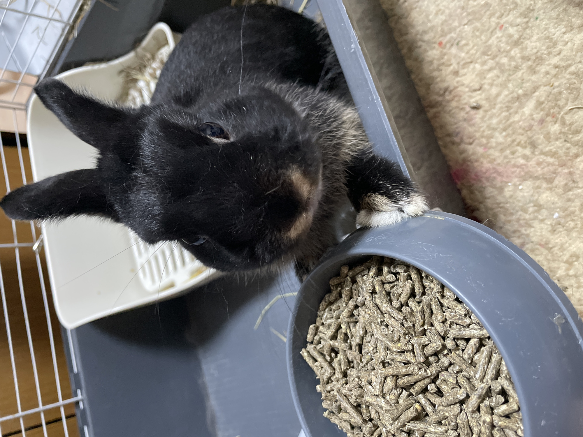 This close-up shot, taken in Izhevsk, Russia, features a black rabbit interacting with its food bowl in an indoor setting. The main subject is a small rabbit with glossy black fur, distinct light brown/tan markings around its chest and muzzle, and white-tipped paws. Its blueish eyes are visible, peering towards the viewer or the food. Long, delicate whiskers extend from its snout.
The rabbit is positioned with its front paws resting on the rim of a round, gray plastic food bowl, which is completely filled with elongated, greenish-brown pellets, likely rabbit feed. To the left, a section of a white wire pet cage is visible, along with a gray plastic base and part of another white, empty dish or container within the enclosure. The background predominantly features a light beige or cream-colored carpet, showing some minor flecks of color and what appears to be hay strands. The lighting is bright and even, indicating an indoor environment. The rabbit's posture suggests curiosity or readiness to eat. There is no discernible text within the image.
