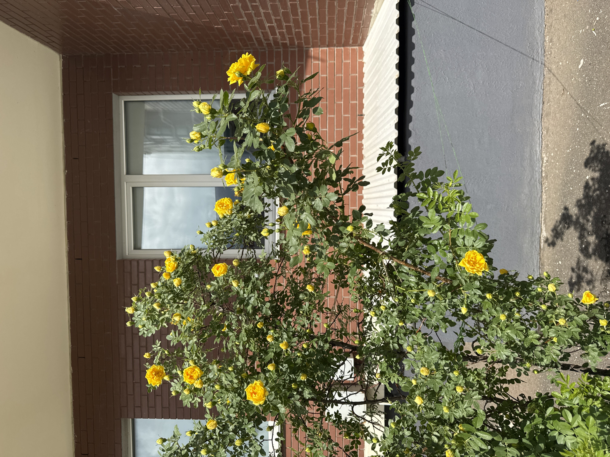 The image displays a vibrant rose bush with numerous bright yellow flowers and buds, and lush green leaves. The plant is positioned in front of a building, capturing a sunny outdoor scene.
The background features a building with distinct architectural elements. A significant portion is covered in reddish-brown brickwork arranged in horizontal courses. Adjacent to the brick, a section of the wall is a plain, light beige color. A modern white-framed window, reflecting a bright, cloudy sky, is visible within the building structure. To the right of the rose bush, there is a corrugated metal structure, possibly part of a roofline or awning, casting a jagged shadow. Below this, a grey-painted wall transitions into a darker, roughly textured ground surface, which appears to be concrete or asphalt. A thin green string or wire can be faintly seen stretched across the grey wall.
The bright, direct sunlight creates strong, defined shadows across the walls and ground, indicating a clear, sunny day. No people or animals are present, and there is no visible text. The scene captures a flourishing natural element against an urban or residential architectural backdrop.