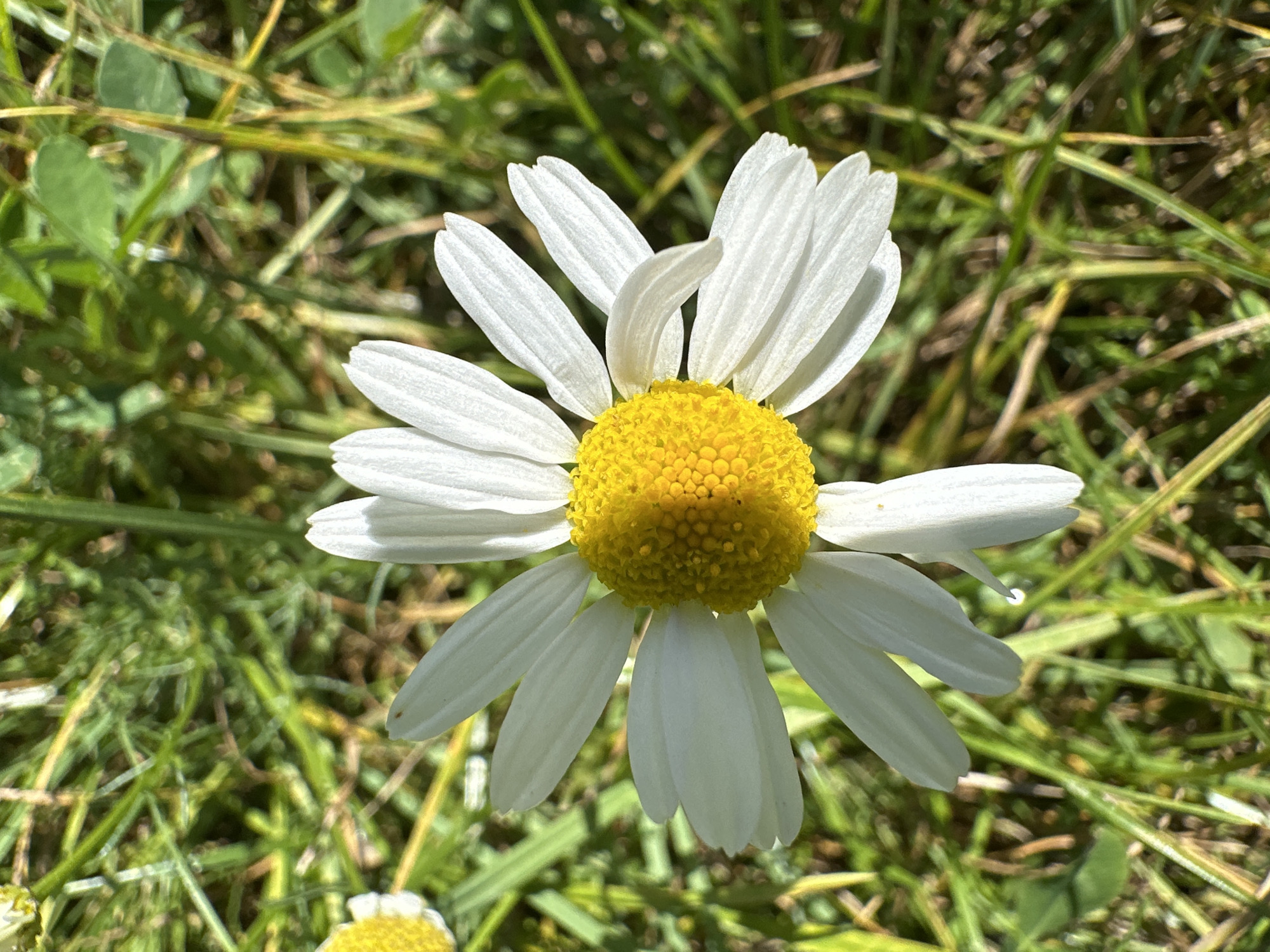 A close-up, overhead shot captures a single white daisy with a bright yellow center, set against a blurred background of green grass. The daisy's petals are delicate and slightly curved, with visible veins. The yellow center is filled with tiny florets, some of which are shaded by the surrounding petals. The grass in the background is a mix of green and brown blades, suggesting a natural, outdoor setting. The lighting indicates it is daytime, with sunlight casting shadows on the flower. There are no people or any man-made structures visible in the image. The scene is entirely natural, focusing on the flower and its immediate surroundings. Based on the provided information, the image's location is in the city of Minsk, Belarus.