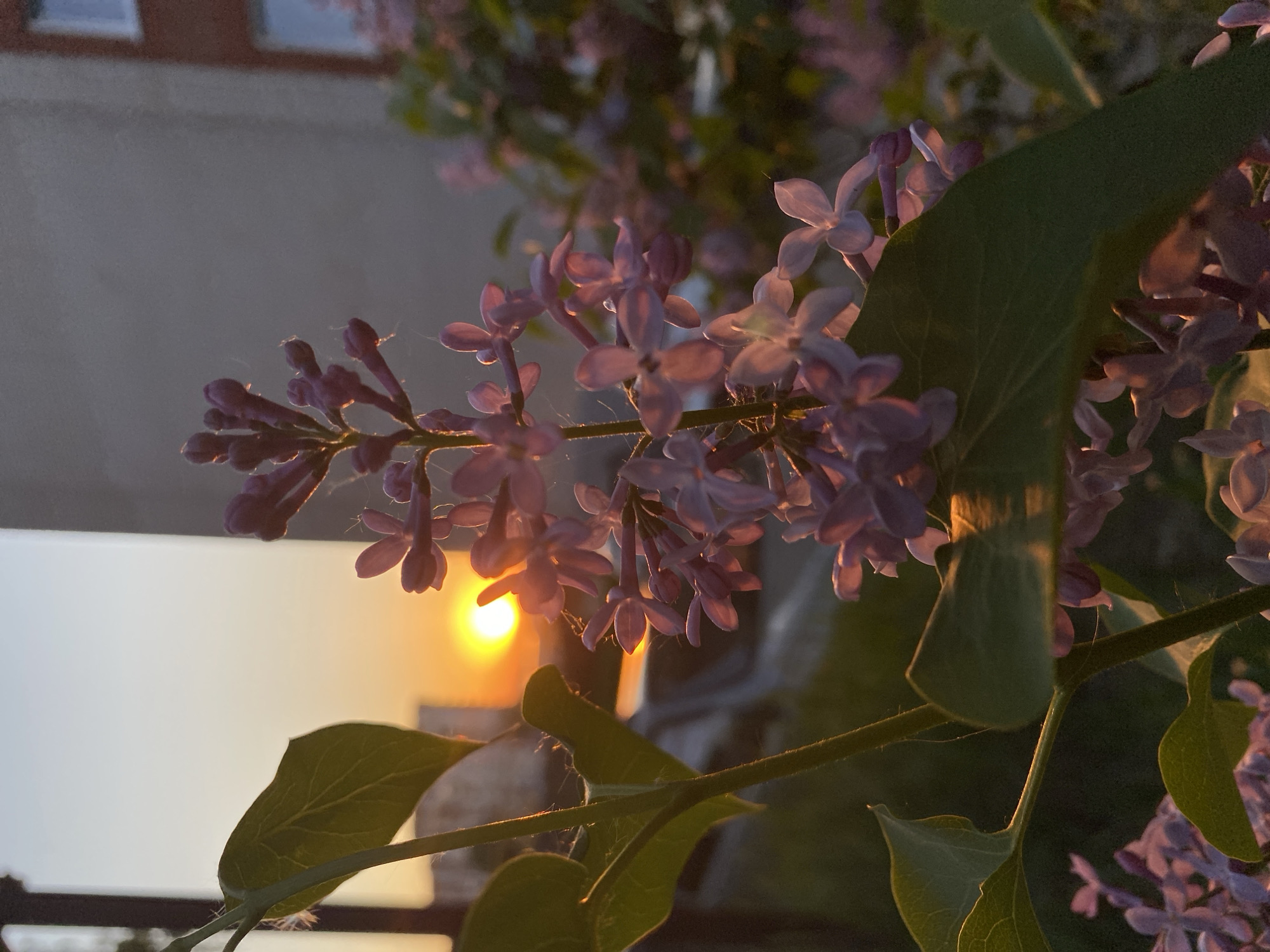 The image captures lilac flowers at dusk or dawn in Votkinsk, Russia. The sun is low on the horizon, creating a warm, golden glow behind the flowers. The flowers are purple, with some green leaves visible. Some building is visible in the background.