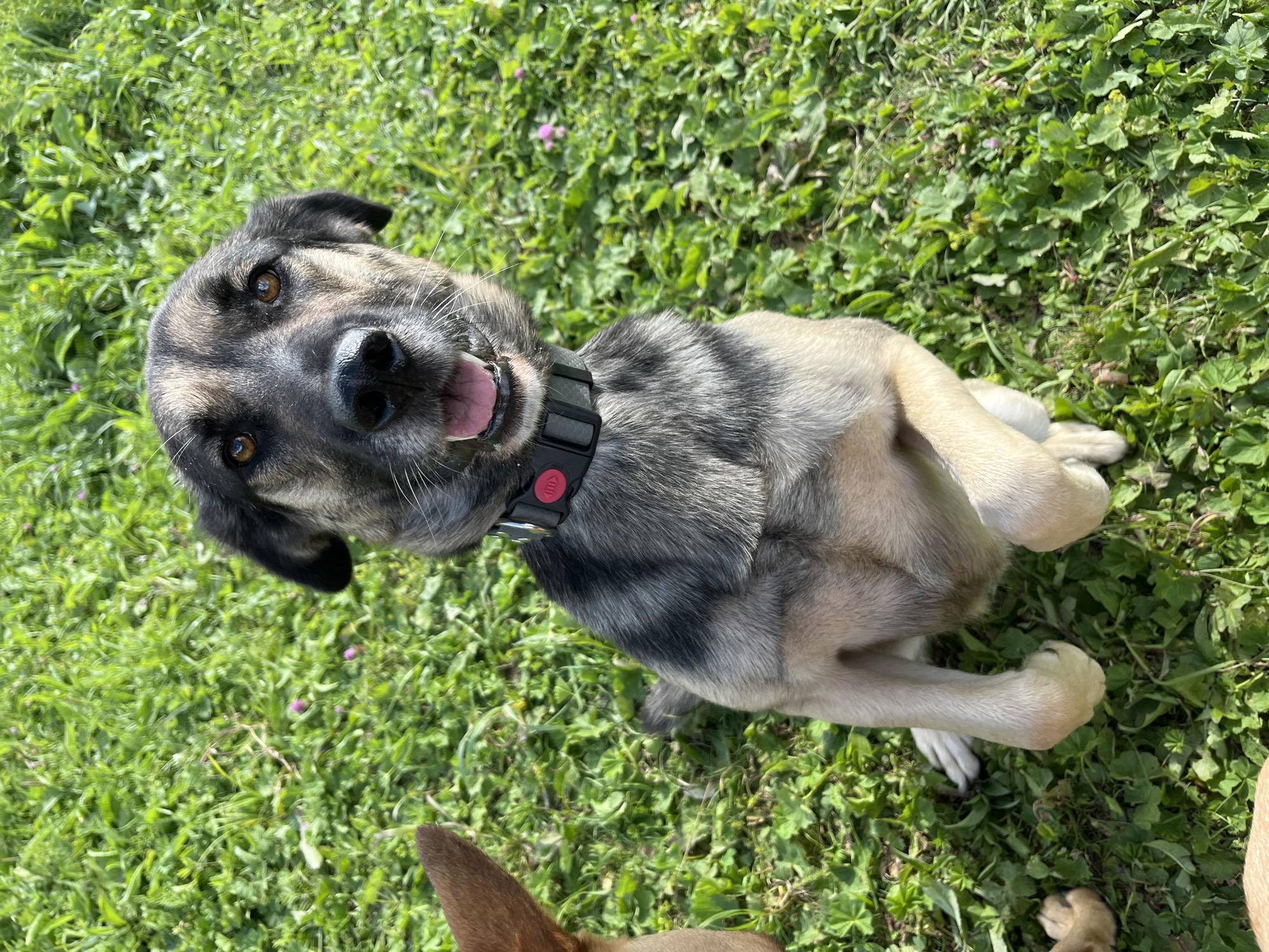A medium-sized dog with gray and tan fur, wearing a black collar with a red buckle, is sitting on its hind legs in a grassy area. The dog is looking directly at the camera with its mouth slightly open, showing its tongue. The background is a blur of green grass and some small pink flowers. The image was taken outdoors on a sunny day. There are no people visible in the image. The location is not specified as Nizhny Tagil, Russia.
