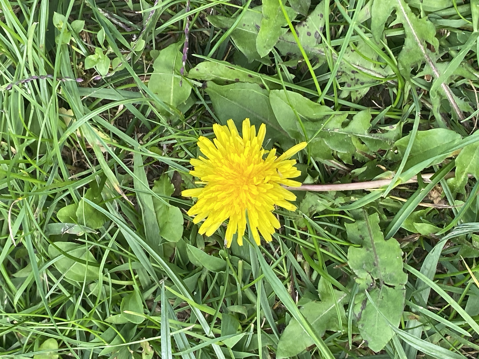 An overhead shot captures a single yellow dandelion flower in full bloom, centered against a backdrop of lush green grass. The dandelion, with its tightly packed, bright yellow petals, stands on a thin, pinkish stem. The surrounding grass is a mix of long, thin blades and broader, serrated leaves, characteristic of a meadow or unmanicured lawn. Some of the broader leaves show signs of browning or discoloration. The scene suggests an outdoor natural setting, possibly a park or a field within the city of Krupki, Belarus, during a period of warmer weather when dandelions are in season. There are no people or animals visible in the image, and no specific actions are depicted.