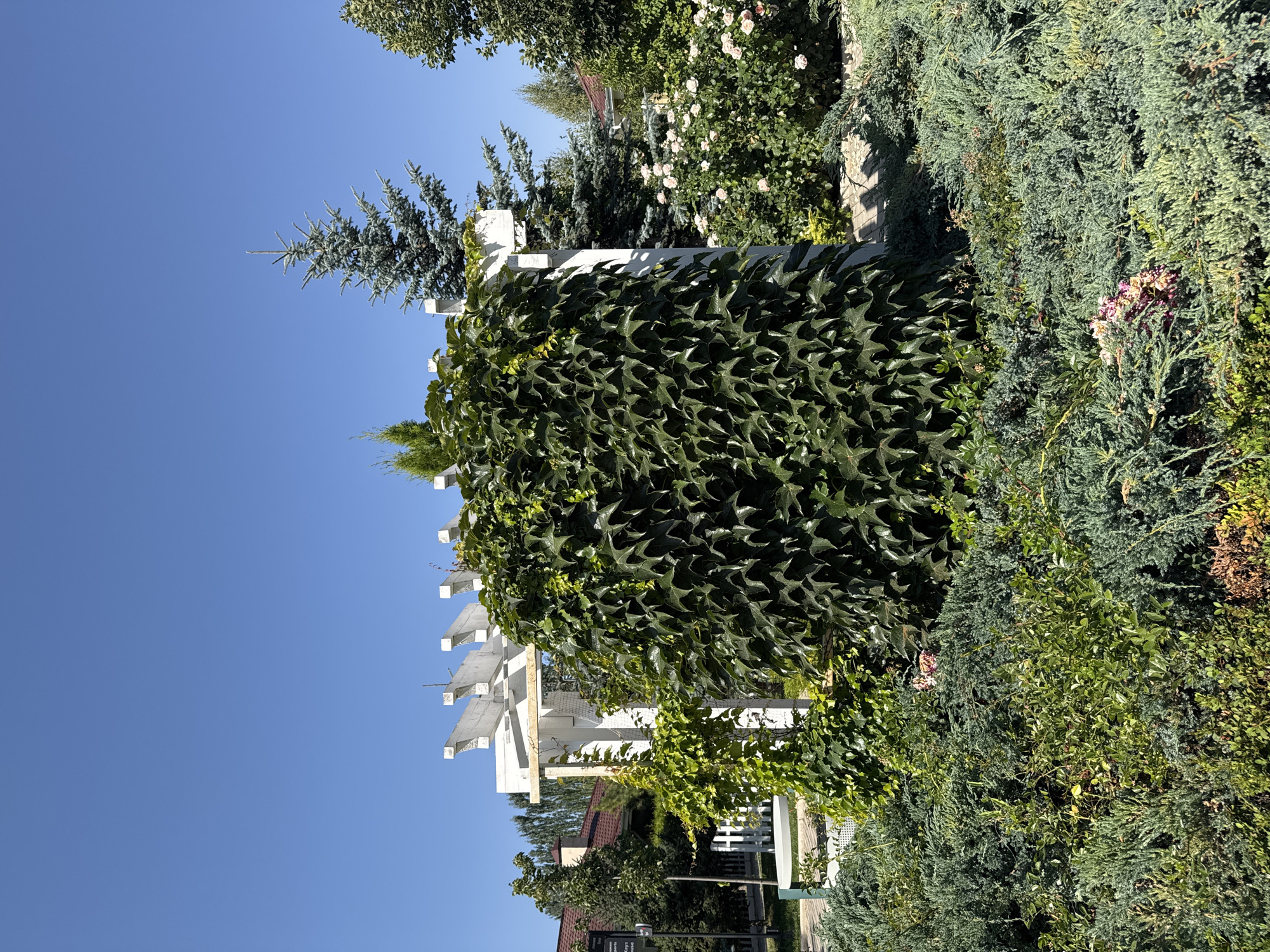 The image shows a garden scene in Sary-Oy, Kyrgyzstan. In the foreground, dense green shrubbery covers the ground. Behind the shrubbery, a white wooden pergola stands, heavily draped with dark green ivy. To the left of the pergola, a smaller vine grows, also green. In the background, a light blue spruce tree is visible, as are rose bushes with light pink flowers and other green foliage. Two residential buildings with red roofs are partially visible behind the trees and bushes. The sky above is clear and blue. The scene appears to be a well-maintained outdoor space on a sunny day.