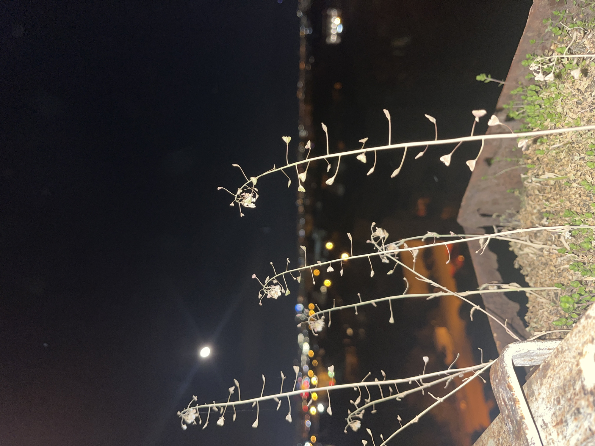 The image, taken at night, shows several flower stalks in the foreground. A rusty metal railing is visible on the bottom right. In the background is a dark body of water or dark land, beyond which blurred lights indicate a city. A moon is present in the upper left of the image. Given the presence of Cyrillic-appearing characters in the blurred city lights, it is likely that the location is in the city of Sofia, Bulgaria. There are no people visible in the image. The main subjects are the flower stalks, the railing, and the background cityscape.