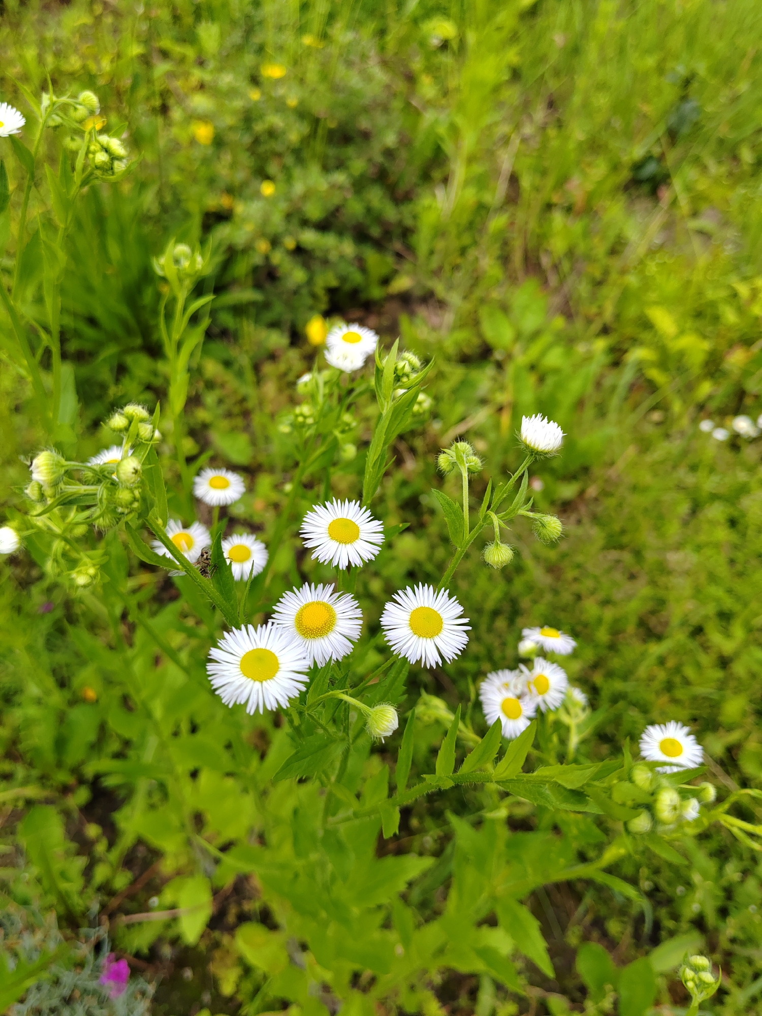 A close-up, eye-level shot captures a cluster of white daisies with yellow centers against a blurred green background. The daisies are in various stages of bloom, with some fully open and others appearing as buds. The leaves of the plants are a vibrant green, and some have a slightly fuzzy texture. The environment suggests an outdoor setting, likely a field or meadow in the Воўчынскі сельскі Савет region of Belarus. No people or animals are visible in the frame. The lighting appears to be natural daylight.