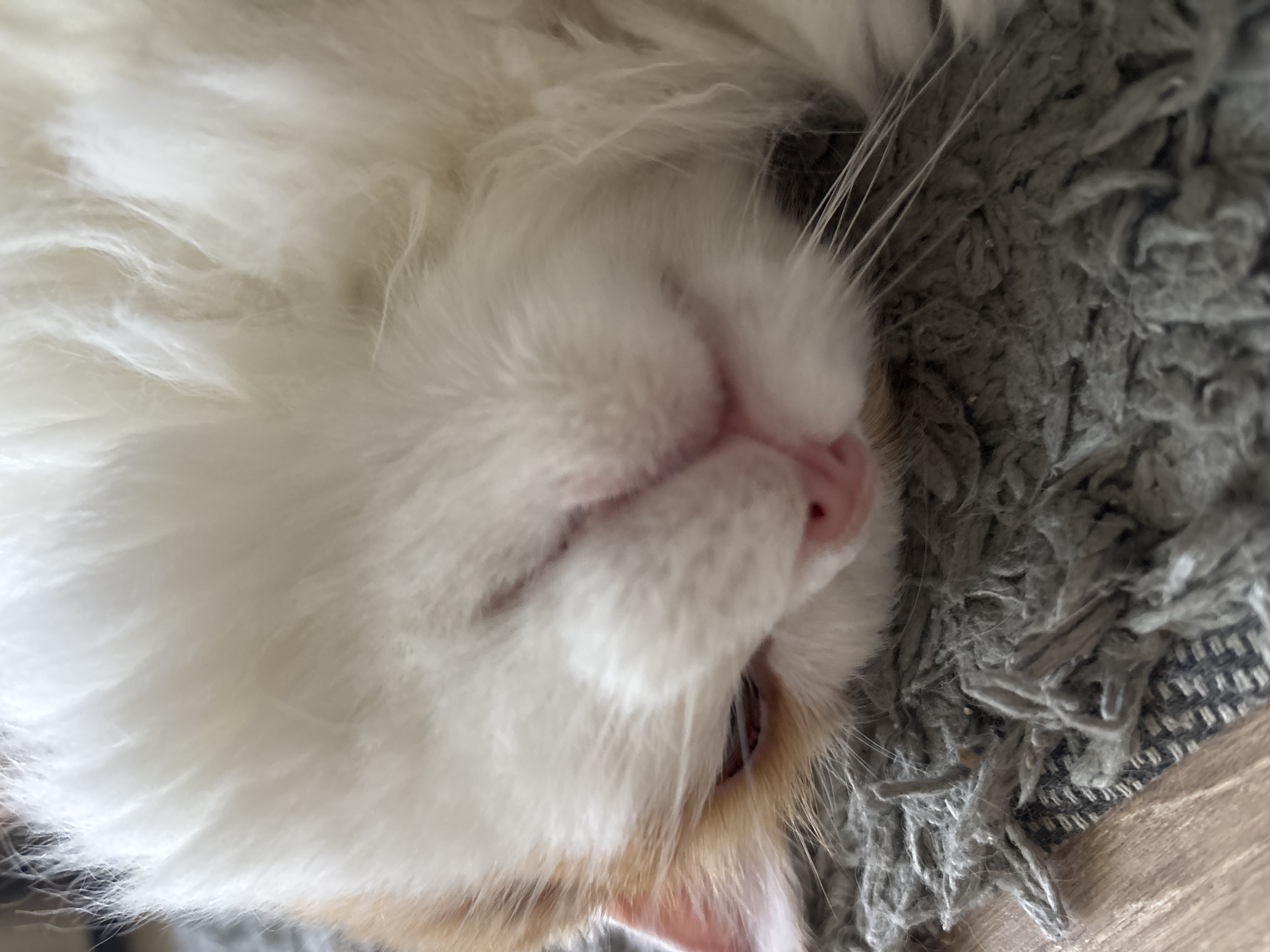 The image displays a close-up, low-angle perspective of a domestic cat resting on a textured gray rug. The cat's face, predominantly covered in white, fluffy fur, features patches of light orange or ginger fur on its left ear and the side of its head. Its eyes are closed or nearly closed, with a hint of a darker eyelid visible on the left eye. A distinct pink nose, with visible nostrils, is centrally positioned, surrounded by white whiskers extending outwards. The cat's head rests directly on a shaggy gray rug composed of thick, looped fibers. To the lower left, a section of a light-colored wooden floor is visible beneath the edge of the rug. The lighting is soft and even, highlighting the textures of the fur and the rug.