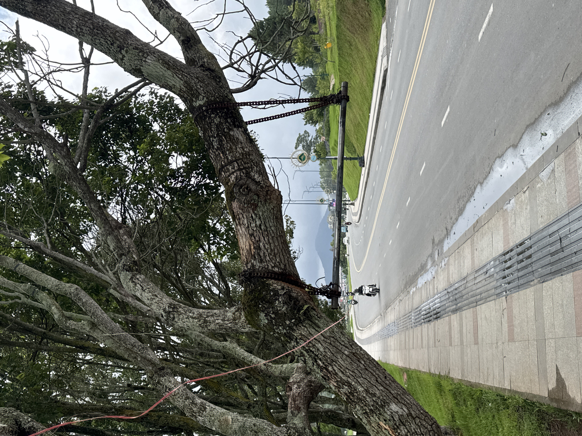 This image captures a roadside scene in Da Lat, Vietnam, dominated by a large, old tree in the foreground. The tree has a thick, textured trunk and numerous gnarled branches, some bare and some covered in green foliage, suggesting an overarching canopy. A heavy, rusty chain is wrapped around one of the tree's main trunks and connected to a sturdy metal pole or post, appearing to support or stabilize the tree, perhaps due to a lean or a previous structural issue. A thin red rope or string is also visible hanging from the tree's branches in the lower left.
To the right of the tree, a paved road with distinct yellow double lines and white dashed lane markers stretches into the distance. Adjacent to the road is a sidewalk made of light-colored, rectangular tiles, featuring a long section of metal grates or drainage covers running parallel to the curb. Beyond the sidewalk and on the opposite side of the road, a strip of green grass is visible, followed by more trees and distant hills or mountains partially obscured by what appears to be mist or clouds.
Several decorative streetlights, each featuring a circular design with green and white elements, line the side of the road in the mid-ground. Two motorcycles are visible on the road, one in the mid-ground and another further in the distance, indicating ongoing traffic. The road surface shows some wet patches, suggesting recent rain or damp weather. The lighting is soft and diffused, characteristic of an overcast day. No discernible text is visible in the image.