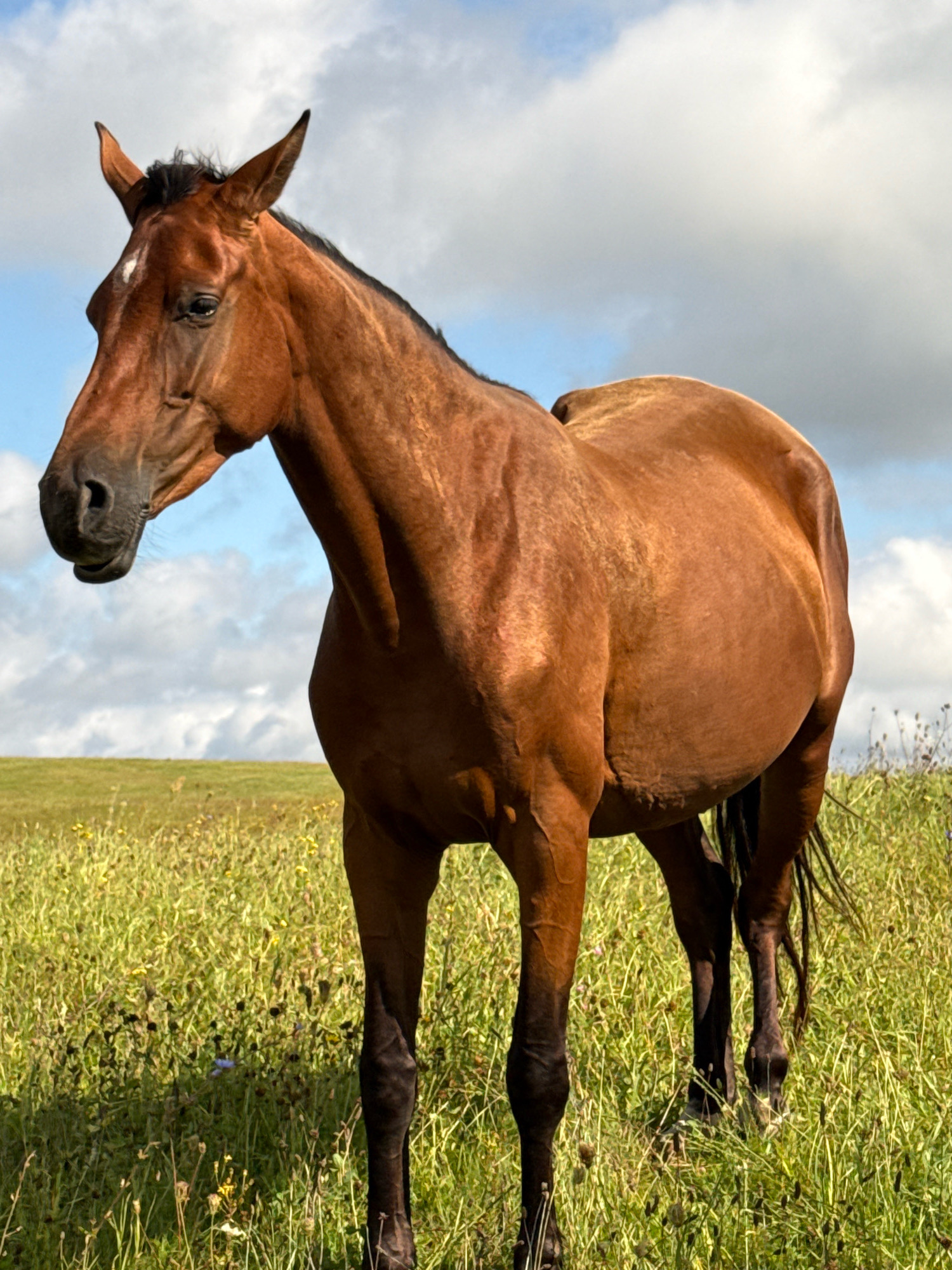 A brown horse stands in a field of tall green grass with scattered yellow flowers under a cloudy blue sky. The horse is positioned in the center of the frame, facing left, with its head turned slightly towards the viewer. Its mane is dark brown, and it has a small white blaze on its forehead. The horse's body is well-muscled, and its tail is dark and flowing. The background consists of a gently sloping hill covered in the same green grass and flowers, leading up to a sky filled with dramatic white and gray clouds. The image appears to be taken in a rural outdoor setting, possibly on a farm or in a pasture.
