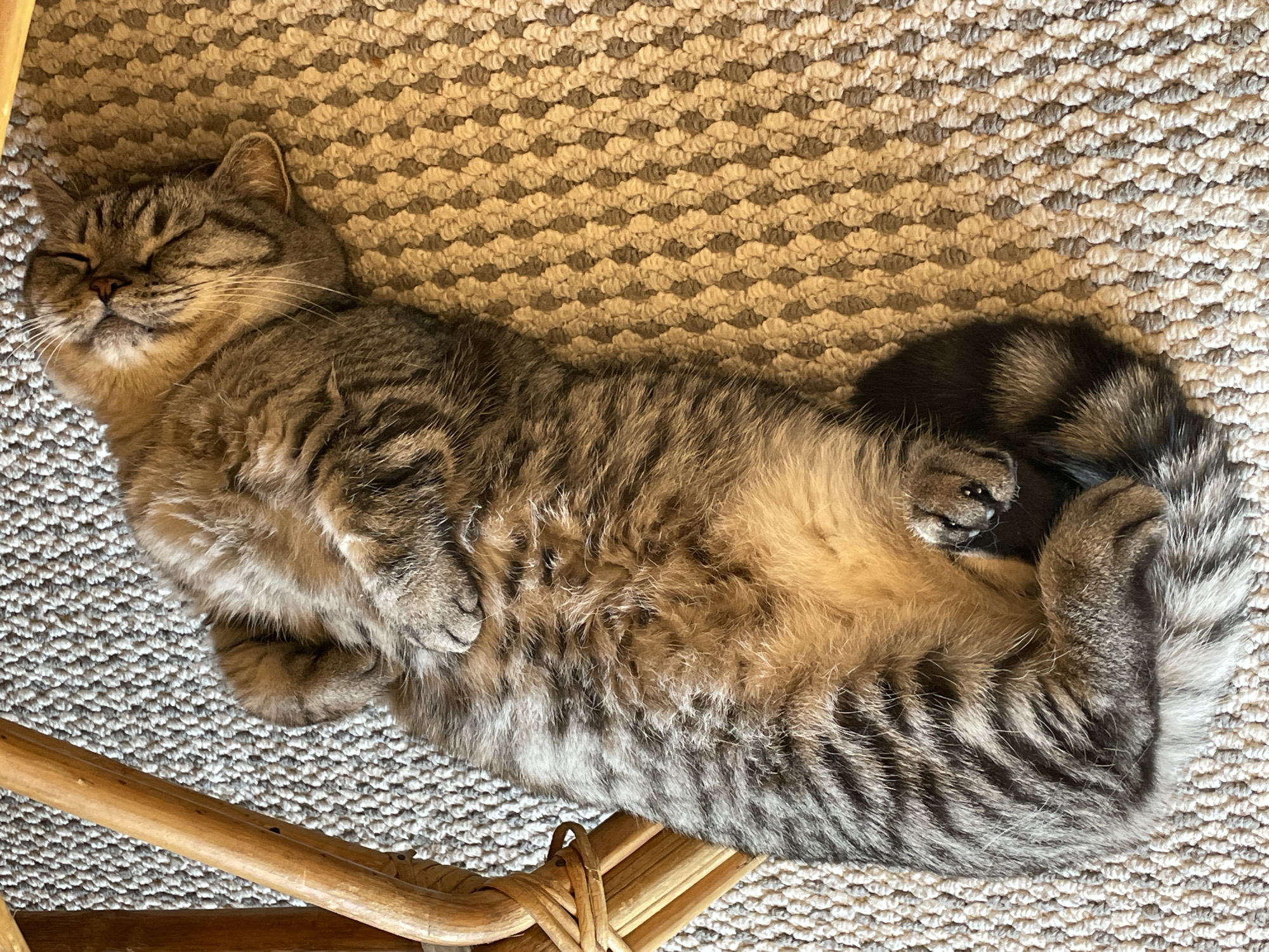 A tabby cat is sleeping on its back on a textured gray and tan carpet. The cat's eyes are closed, and its mouth is slightly open. Its paws are crossed over its chest, and its tail is curled around its body. A portion of a wooden chair with woven details is visible on the left side of the image. The scene is indoors.