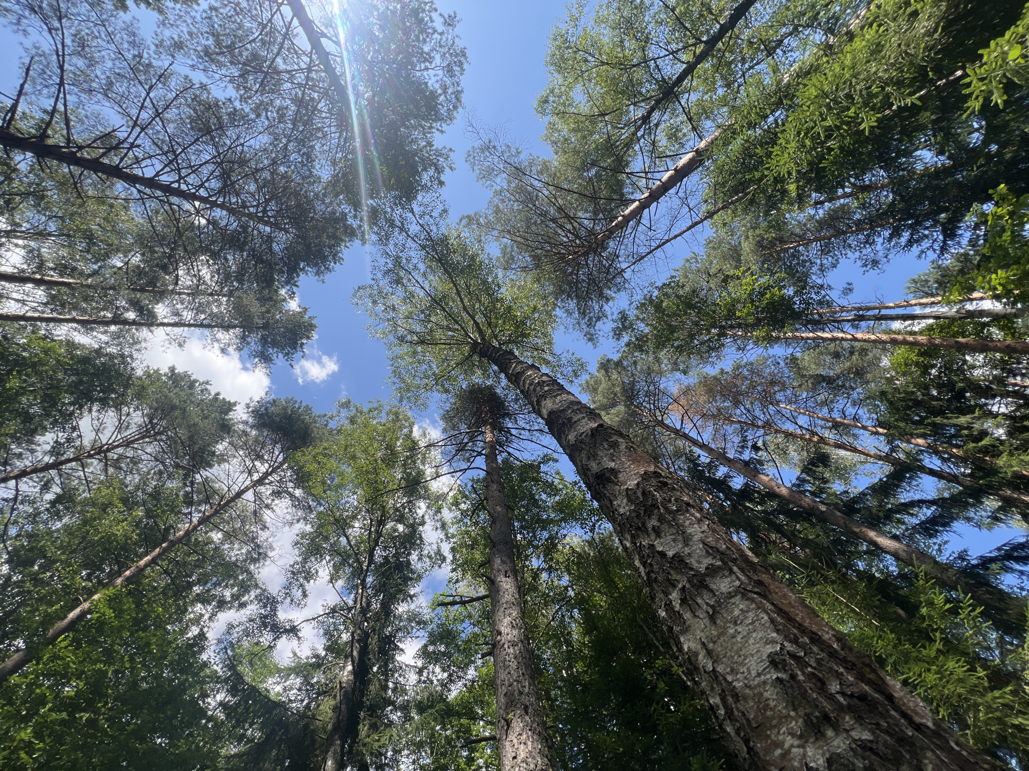 The image is a low-angle shot looking up at a canopy of trees in a forest. The sky is blue with scattered white clouds. The trees are a mix of deciduous and coniferous species, with some appearing older and thicker than others. Sunlight filters through the leaves, creating dappled light and shadows. There is no indication of human presence or activity in the image. The scene appears to be a natural forest environment, likely within the agricultural region of Лядскі сельскі Савет, Belarus.