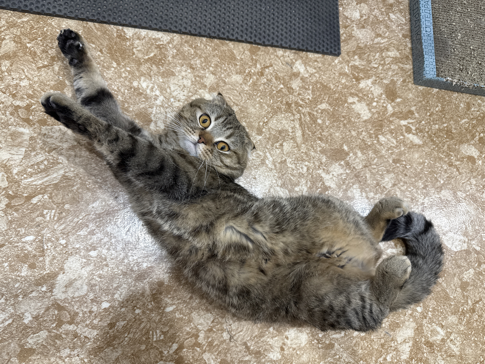 A tabby cat, likely a Scottish Fold given its distinctive folded ears, is prominently featured lying on its back on a light-colored floor. Its fur displays a rich pattern of brown and grey stripes, with lighter, cream-colored fur on its belly. The cat's large, round eyes are a striking golden-amber color, and it looks directly towards the camera with a curious and playful expression. Its front paws are stretched out above its head, showcasing dark paw pads, while its hind paws are tucked near its body and tail.
The setting is indoors, with the cat resting on a light beige or off-white floor that has a mottled, textured pattern, possibly linoleum or tile, showing some light reflection. In the upper part of the image, two dark-colored mats are visible. The mat on the left is a solid dark grey with a fine texture. The mat on the right is also dark grey but has a more porous, granular surface, suggesting a litter mat, and features a light blue border. Partial Cyrillic text, resembling "КОТЕДРА," is visible on the blue border of this mat. The cat's posture suggests a moment of relaxation or an invitation to play.