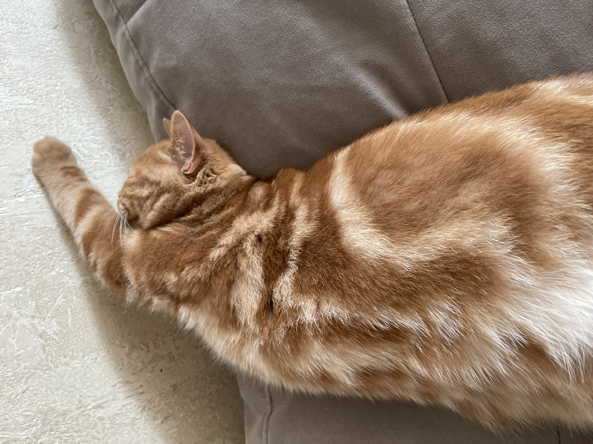 An orange tabby cat is lying on its side on a gray couch, with its back to the camera. The cat's front paw is extended upwards. The background is a textured off-white wall, with a shadow cast by the cat. The image was taken in the city of Kommunarka, Russia.
