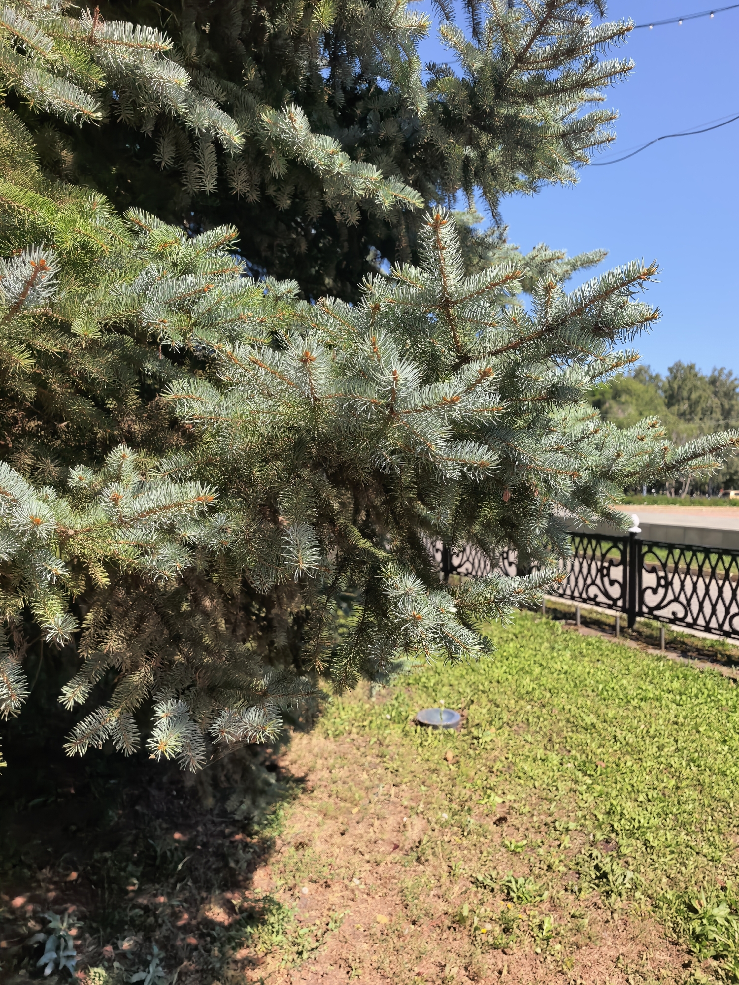 The image shows a close-up view of a blue spruce tree with green and blue-green needles, with branches extending towards the right. In the background, a black metal decorative fence with ornate scrollwork runs horizontally. Beyond the fence is a patch of green grass. The sky is clear and blue. The scene appears to be in an urban park or public space. The location is identified as Sterlitamak, Russia. There are no people or animals visible in the image.