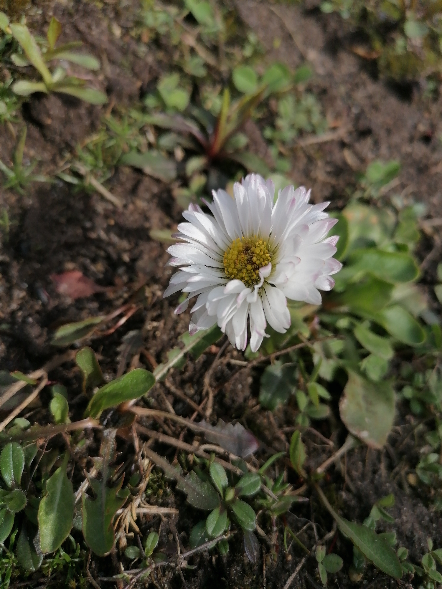 A close-up, eye-level shot captures a single white daisy flower growing in dark brown soil, surrounded by various green plants. The daisy, positioned slightly off-center towards the bottom right, is the primary subject. It exhibits numerous white petals, many tipped with delicate pink accents, encircling a textured, bright yellow center composed of tiny disc florets.
The background consists of uneven, clumpy soil interspersed with different types of green foliage, including small, broad-leaved plants and some with serrated edges, suggesting a natural or uncultivated outdoor setting like a garden bed or field edge. Patches of dried leaves or plant debris are also visible on the ground.
The lighting is bright and natural, indicating daytime, likely under sunny conditions, as subtle shadows are cast and highlights emphasize the texture of the flower and soil. No specific activity is taking place, and there are no people or visible text in the image. The perspective is low, focusing on the small flower and its immediate ground-level environment.