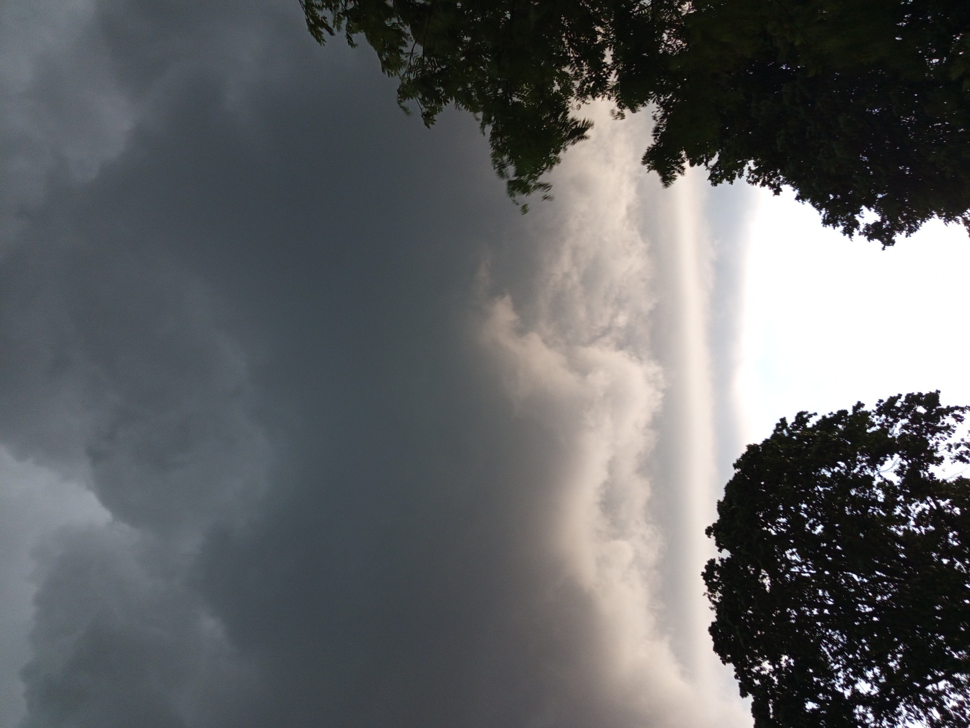 This media file depicts a dramatic sky with a stark contrast between dark, ominous storm clouds on the left and a bright, possibly clearing sky on the right. Silhouetted against this sky are the dark green canopies of trees, framing the upper and lower right portions of the image. The composition is dominated by the sky, with the trees serving as a natural border. The lighting suggests it might be late afternoon or early evening, with the approaching storm casting a heavy, somber mood. The transition between the dark and light sky is sharp, creating a visual division. No people, objects, or text are visible. The scene appears to be outdoors, likely in a natural setting with mature trees, possibly a park or a wooded area, given the location context of Ostrovtsy, Russia.