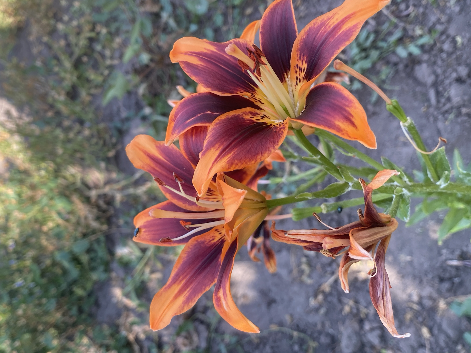 The image shows a close-up, top-down view of two vibrant tiger lilies in a garden setting, with a third, wilted lily visible to the right. The lilies feature a striking color combination of deep burgundy-purple on the inside of their petals, fading to a bright orange at the edges. They have prominent stamens with reddish-brown anthers. The background is a blurred mix of soil and greenery, indicative of an outdoor garden. The lighting suggests it is daytime, likely a sunny day given the brightness of the flowers. The focus is sharp on the lilies, highlighting their intricate petal structure and coloration. One of the lilies has a small, dark blue insect on one of its petals. The presence of both blooming and wilting flowers suggests a progression through a season, possibly late spring or summer. The location is Ustyvytsia, Ukraine. There is no visible text in the image.