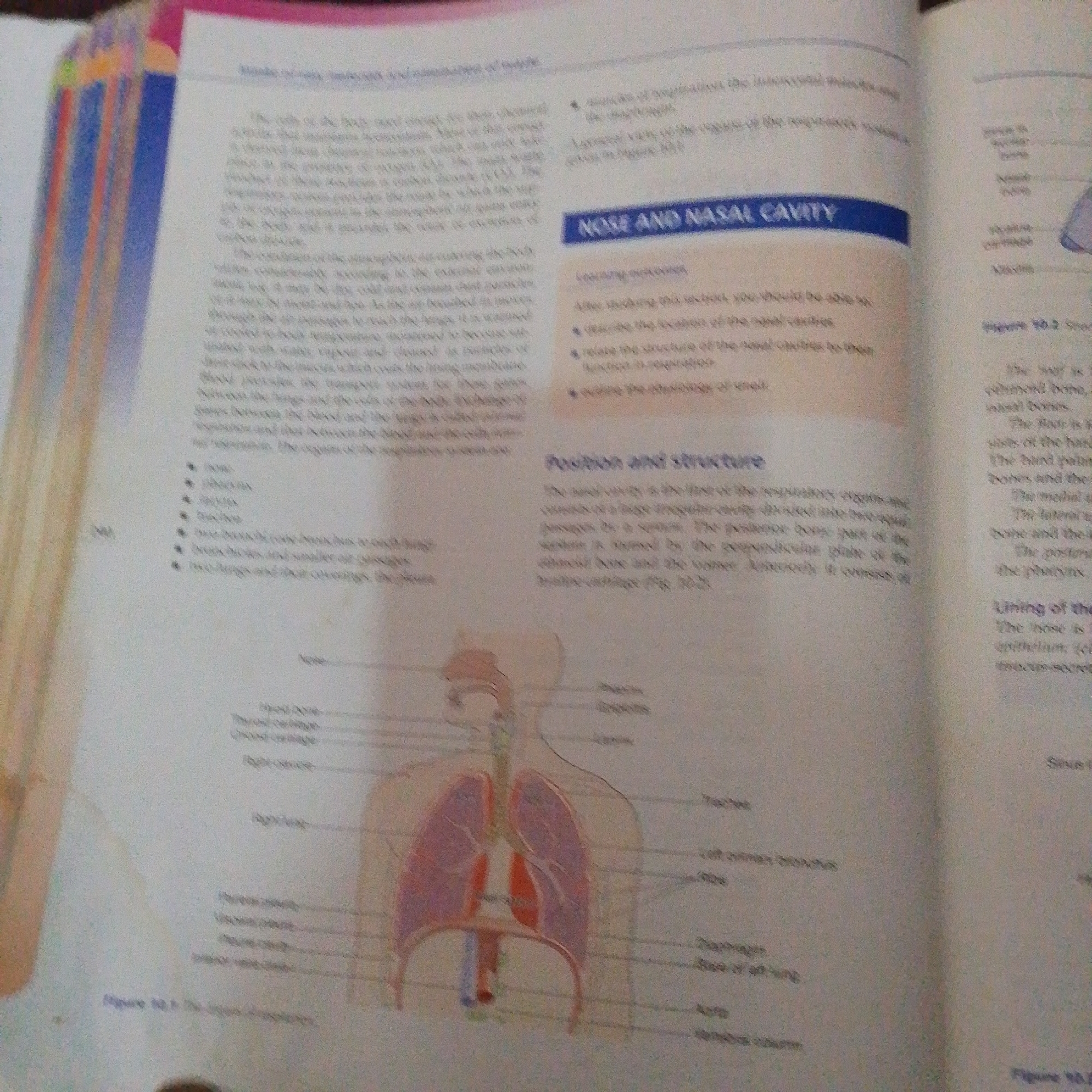 The image shows an open book with diagrams of the human respiratory system. The left page contains text and bullet points related to the respiratory system. The right page has a blue banner with the text "NOSE AND NASAL CAVITY" and a diagram of the upper respiratory tract and lungs with labels. Below the diagram, there is text and a section titled "Position and structure." Further down, there's another section titled "Lining of the." The book appears to be a biology or anatomy textbook. The lighting suggests it's an indoor setting, possibly a classroom or library, with no specific indicators of time of day or weather. The focus is on educational content about the human body. No people are visible in the image.
