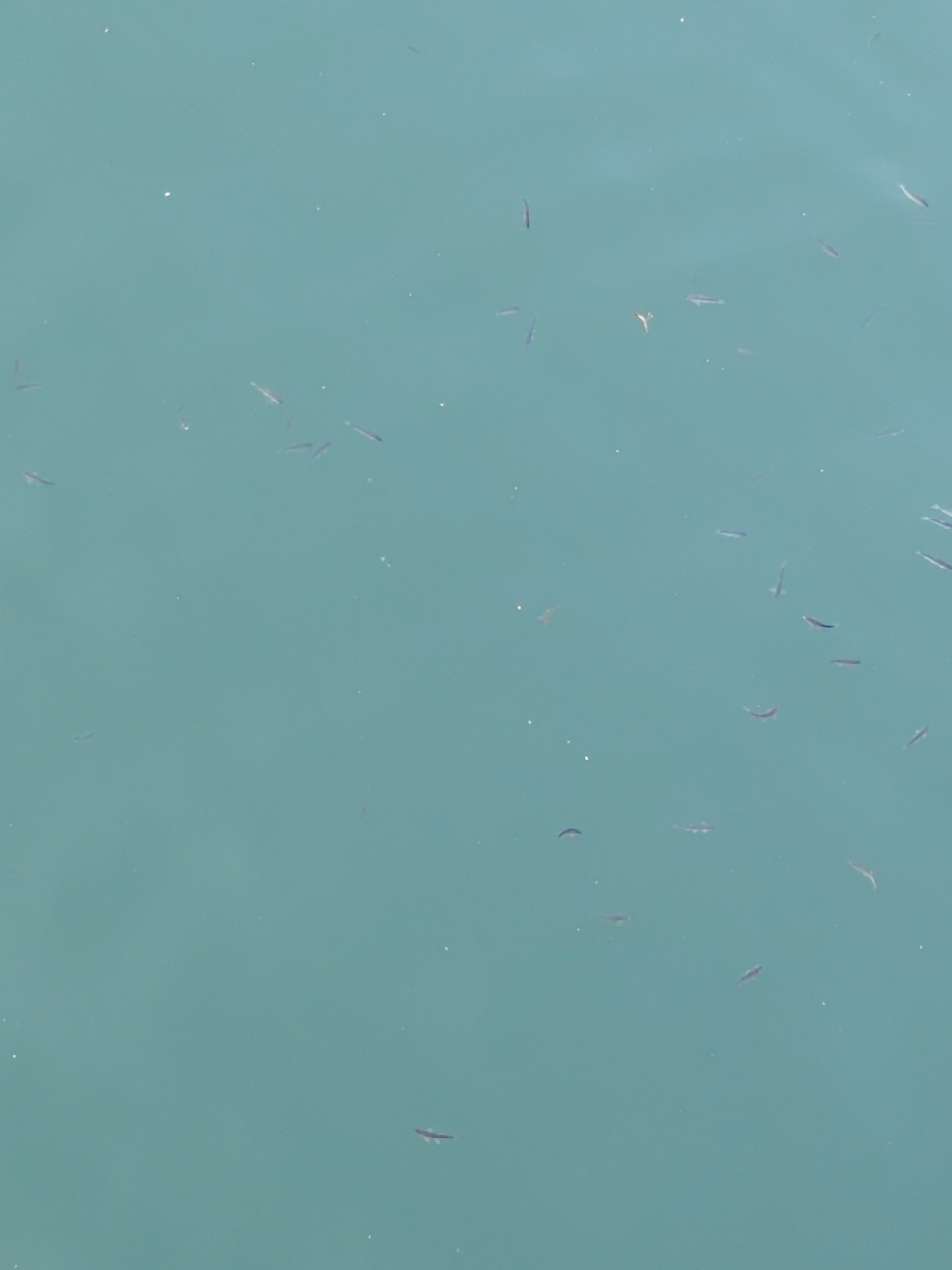 The image captures a school of small fish swimming in clear, turquoise water, likely the Black Sea given the location in Kharistvala, Georgia. The water appears calm with subtle ripples and a few small white specks, possibly light reflections or debris. The fish are uniformly small and dark, varying in their orientation within the frame. The overall scene is one of natural aquatic life in a shallow, sunlit environment. There are no people or man-made structures visible in this particular frame, focusing solely on the underwater activity.