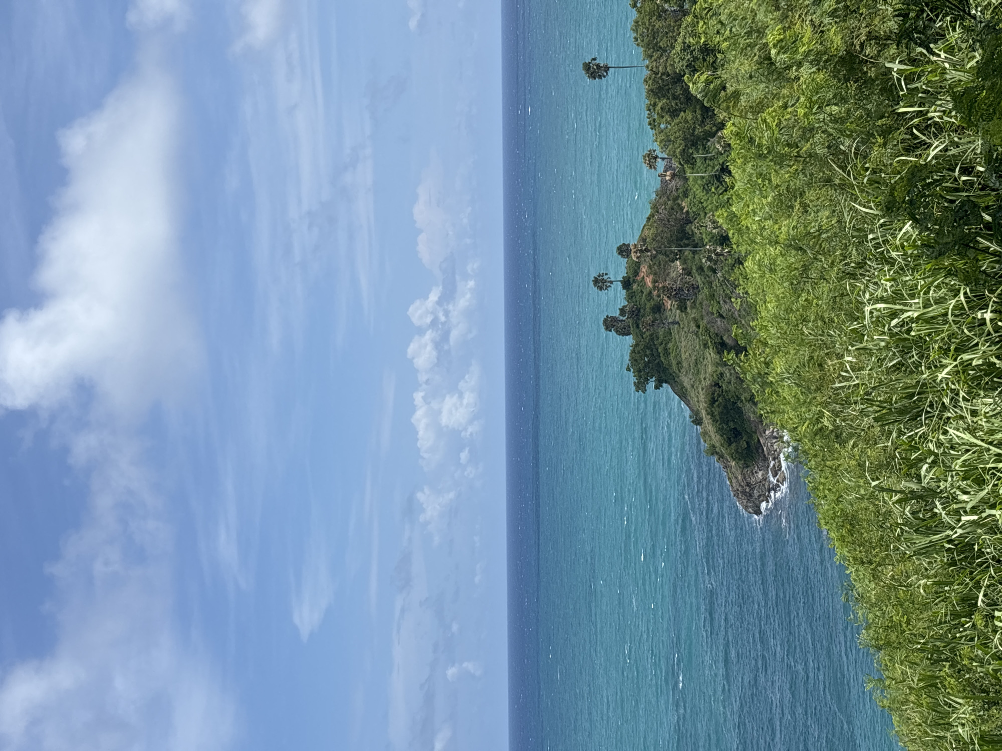The image shows a panoramic view of the ocean and a lush green coastline under a partly cloudy blue sky. The foreground is dominated by dense, tall green vegetation, with blades of grass and leafy branches filling the lower portion of the frame. In the middle ground, a rocky, tree-covered peninsula juts out into the turquoise ocean. Several palm trees are visible on the peninsula, their slender trunks reaching towards the sky. The ocean stretches to the horizon, its surface textured by ripples and waves, transitioning from a vibrant turquoise closer to shore to a deeper blue further out. The sky is a bright blue, dotted with scattered white clouds, some of which are soft and wispy, while others are more defined and fluffy. The overall scene depicts a tropical coastal landscape, likely in Rawai, Thailand, characterized by its abundant greenery and the expansive sea.