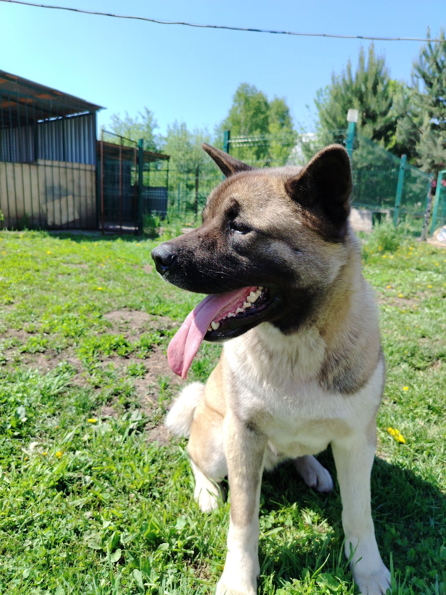 An Akita-type dog is depicted in a seated position on a grassy outdoor surface under bright sunlight. The dog, predominantly fawn and tan with a dark muzzle and ears, and white underparts, faces slightly left with its mouth open and a pink tongue extended, indicating panting. Its eyes are partially squinted. The foreground consists of green grass interspersed with patches of dirt and yellow dandelions, with harsh shadows from the dog and grass blades. In the mid-ground on the left, two industrial-style structures, possibly kennels or shelters, feature corrugated metal roofs and walls, along with green metal fencing. Further right, a tall green wire fence separates the immediate area from a background populated by a mix of coniferous and deciduous trees under a clear blue sky. A thin, dark utility line traverses the upper sky. The location is specified as the city of Рассвет, Russia.