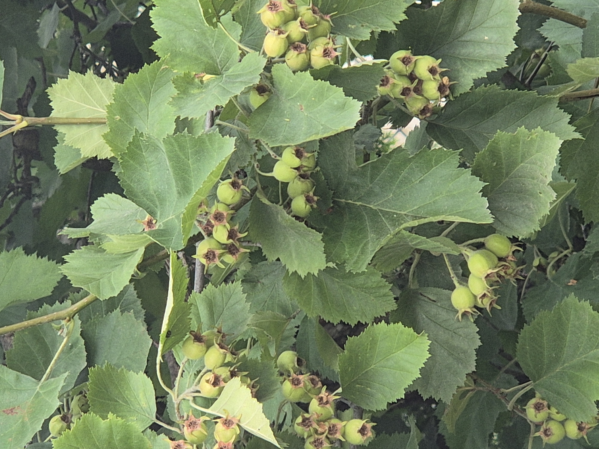 The image is a close-up, eye-level shot of a tree with numerous clusters of green, unripe hawthorn berries and large, serrated green leaves. The berries are round to slightly ovate with visible sepals at the apex. The leaves are broad with prominent veins and deeply toothed margins. The scene is natural, with no artificial elements or human presence visible. The lighting suggests an outdoor, daytime setting with dappled light filtering through the foliage. The image appears to be taken in a natural environment, possibly a park, garden, or rural area. The location is identified as Sozonivka, Ukraine, though no specific landmarks confirm this.