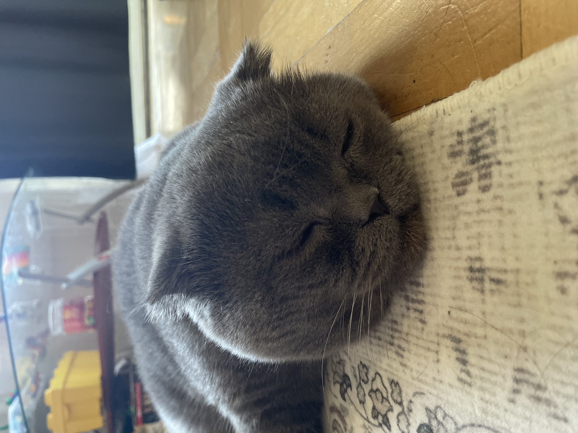A gray Scottish Fold cat is sleeping on a patterned rug in Unknown, Unknown. The cat's eyes are closed and its head is resting on the rug, which is next to a wooden floor. In the background, there is a television and a shelf containing various items, including a yellow box and a red container.