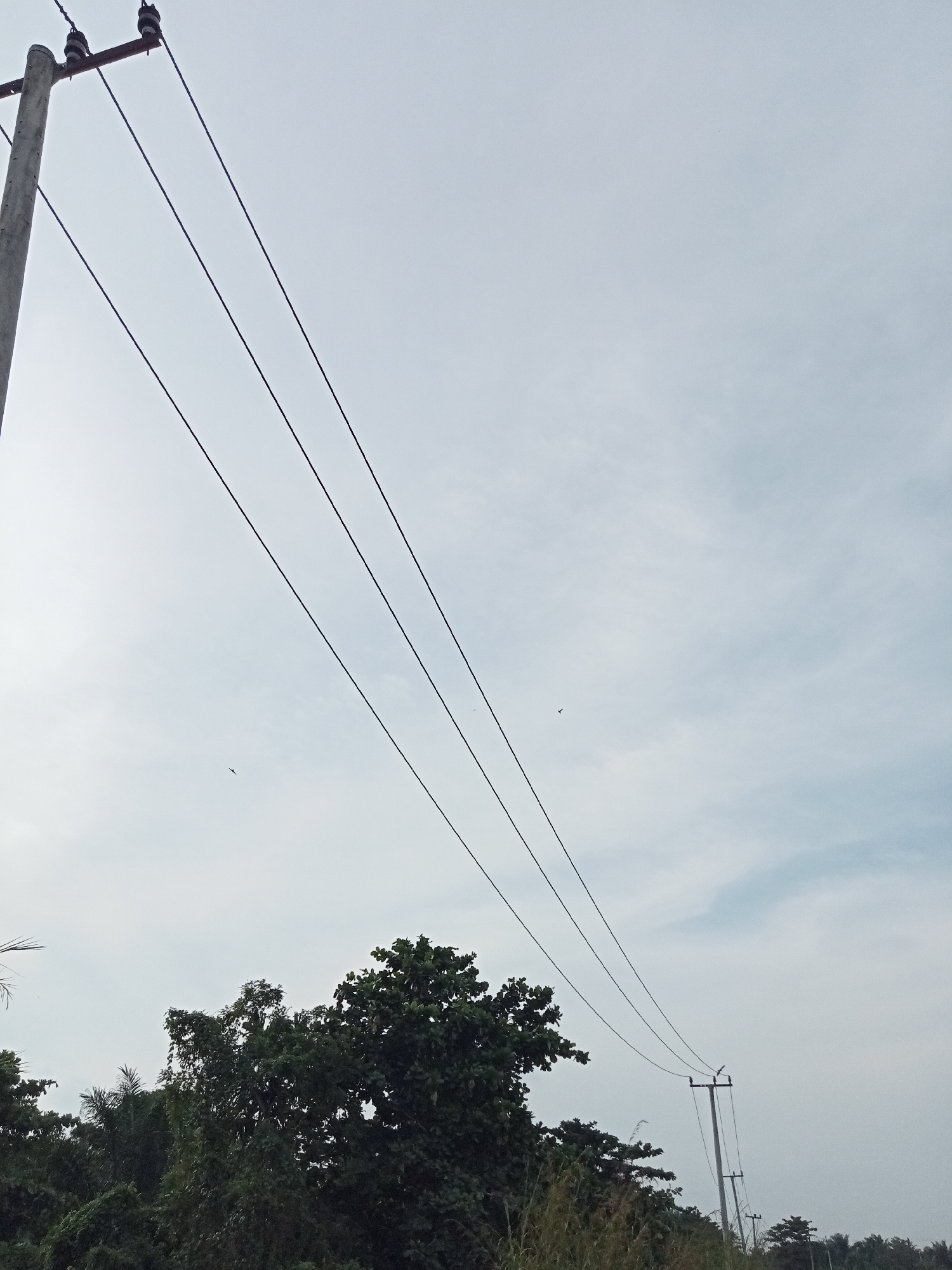The image captures a view from Teluk Kenidai, Indonesia, dominated by a pale, overcast sky. Three dark, parallel electrical wires stretch diagonally across the frame from the upper left towards the lower right. A concrete utility pole with insulators is visible on the left, supporting the wires. Further to the right, another utility pole stands in the distance, also strung with wires. Below the wires, a dense line of lush green trees forms the horizon, with some taller, leafy trees in the foreground. The overall impression is one of an outdoor, possibly rural, setting under a subdued sky, with infrastructure for electricity delivery.