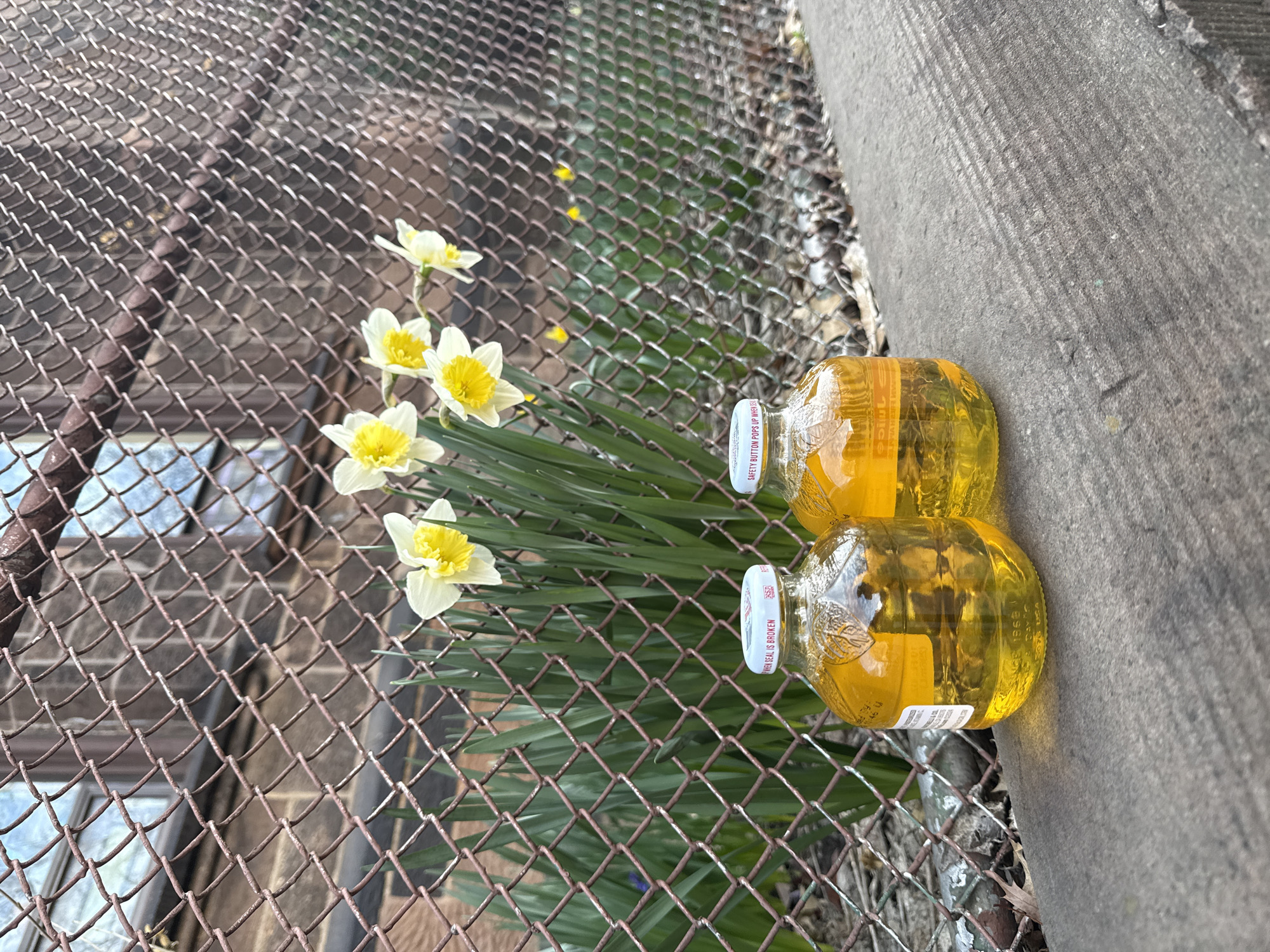 This outdoor scene in New York City features a cluster of daffodils with white petals and yellow centers, arranged against a backdrop of a brown chain-link fence. A narrow patch of concrete is visible on the right side of the frame, where two glass bottles of amber liquid rest on their sides, their white caps facing the viewer. The bottles are positioned on the edge of the concrete surface. The daffodils and bottles appear to be placed on the ground, next to the fence.