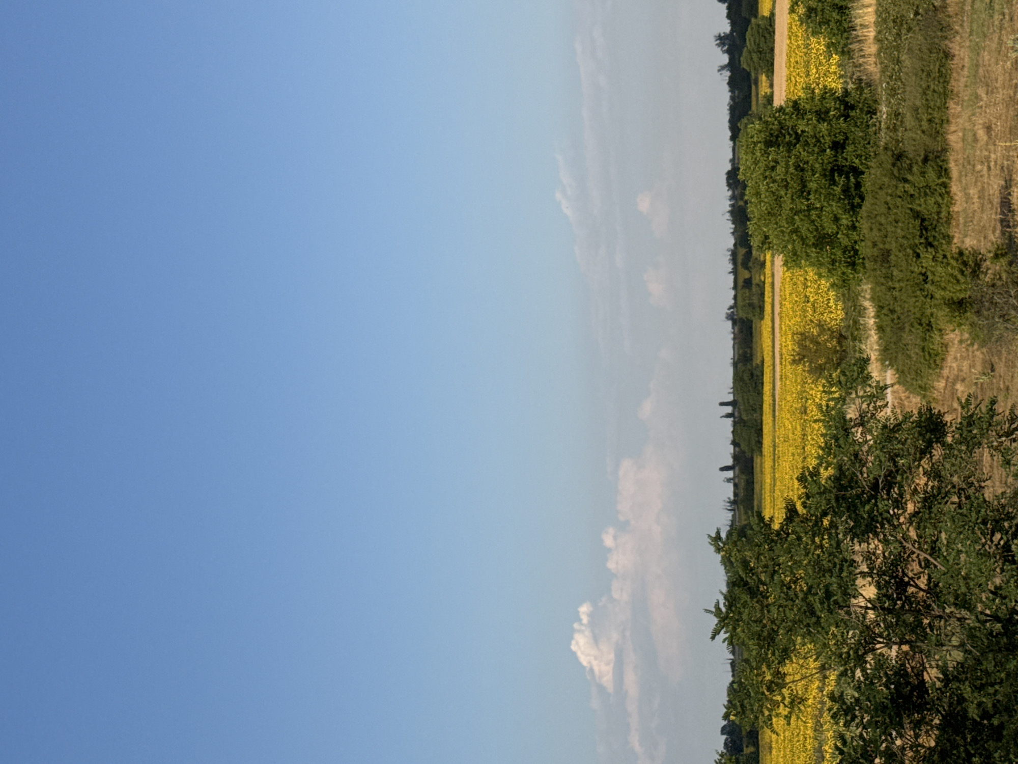 The image depicts a vast field of sunflowers under a clear blue sky with scattered white clouds. In the foreground, a large, leafy green tree partially obscures the view of the sunflower field. Behind the sunflowers, a line of trees and vegetation marks the horizon. The ground in the foreground consists of dry, brown grass and some scrub bushes. The overall scene is one of a rural landscape.
