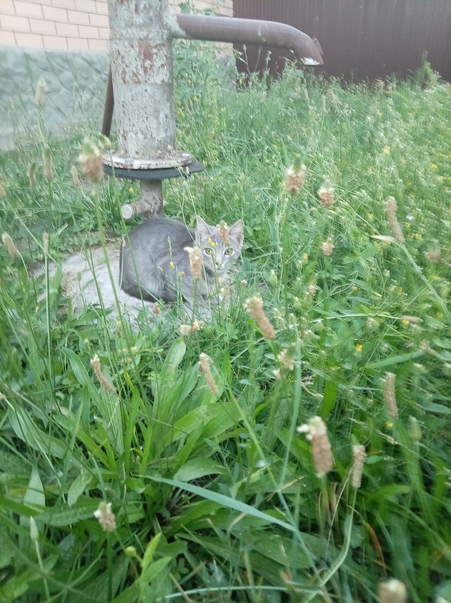 A grey tabby cat with green eyes sits in tall green grass near a rusty metal pipe that appears to be a water pump. The cat is facing towards the right side of the image. The background shows a brick building on the left and a dark wooden fence on the right. The scene is outdoors, with the grass indicating a natural or unkempt environment. The overall setting suggests a rural or suburban area.