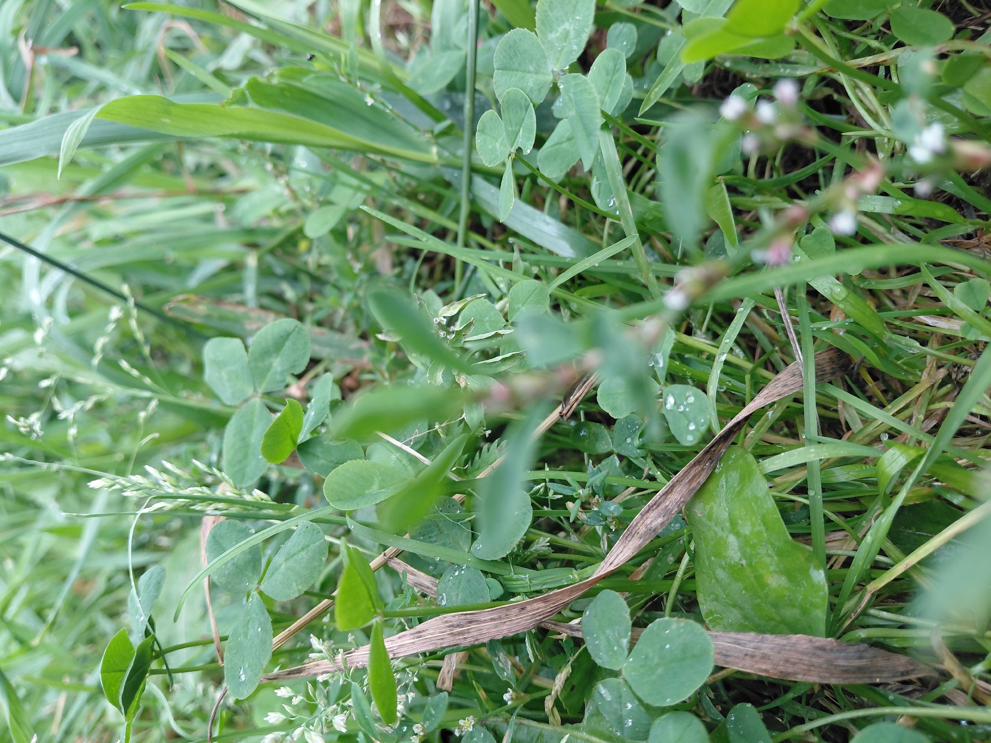The image depicts a close-up view of a grassy area with clover and other vegetation, likely in a natural setting or park. The focus is on the textures and colors of the plants, with some water droplets visible on the leaves, suggesting recent rain or dew. The background is blurred, indicating a shallow depth of field. There are no people or man-made objects clearly visible in the scene. The overall impression is one of natural growth and detail within a green environment.