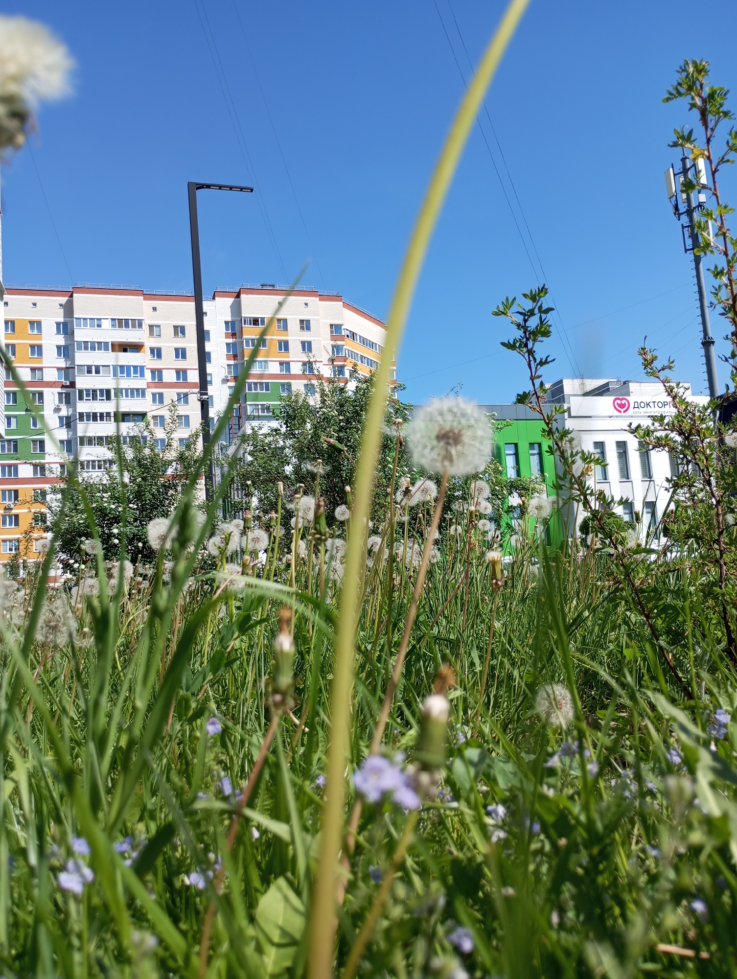 The image shows a ground-level view of a field of dandelions and grass in Izhevsk, Russia. In the background are buildings, including a multi-story residential building with colorful panels. A sign with "ДОКТОР" (Doctor) and a heart logo is visible on another building. A black streetlight and a communications tower are also in the background against a clear blue sky. The foreground focuses on the dandelions and grass, with some small blue flowers interspersed. The image is taken during daylight hours, with natural lighting.
