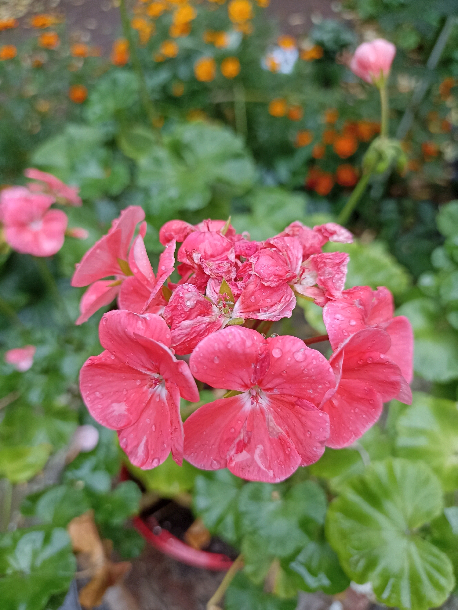 A close-up, medium shot captures a cluster of vibrant pink geranium flowers in bloom, glistening with water droplets, suggesting a recent rainfall or watering. The flowers are the primary subject, with their delicate petals fanning out in a circular arrangement. Behind the main cluster, hints of more pink blossoms and a single, unopened bud are visible, slightly out of focus. The background is a soft blur of lush green foliage and scattered orange and yellow flowers, creating a natural, garden-like setting. A portion of a red planter and dark soil is visible at the bottom center, grounding the scene. The image appears to be taken outdoors in a garden or park environment, potentially in a residential area given the presence of potted plants. The lighting is natural, indicating daylight conditions. There are no people or animals present in the frame. The overall impression is one of natural beauty and freshness. The location is Unknown, Unknown.