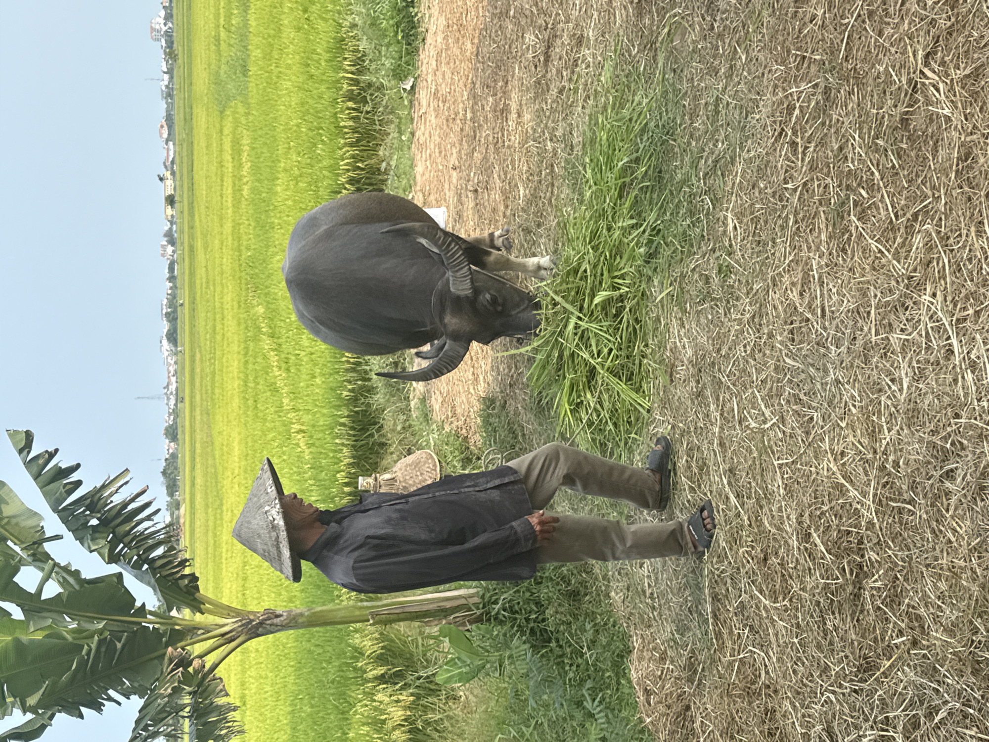 The rotated image captures a serene rural scene, likely in Hội An Ward, Vietnam, featuring an elderly man and a water buffalo set against a vibrant green rice paddy field under a clear, bright sky.
In the foreground, an elderly man, possibly a farmer, stands wearing a traditional conical hat (nón lá), a dark long-sleeved shirt, light-colored trousers, and dark sandals. He is positioned near a banana tree with large green leaves on the left side of the frame. Beside him, a dark-colored water buffalo with prominent, curved horns is actively grazing on a patch of green grass. A woven basket-like object lies on the ground near the buffalo.
The midground and background are dominated by a vast expanse of lush, green rice paddies stretching into the distance. Beyond the fields, a scattering of white and light-colored buildings can be seen, suggesting a nearby village or town. The ground immediately around the man and buffalo transitions from a patch of dry, light-brown straw and earth to the greener grass and paddy.
The scene depicts a calm daytime moment, likely under sunny weather, embodying the traditional agricultural lifestyle typical of the region. There is no visible text in the image.