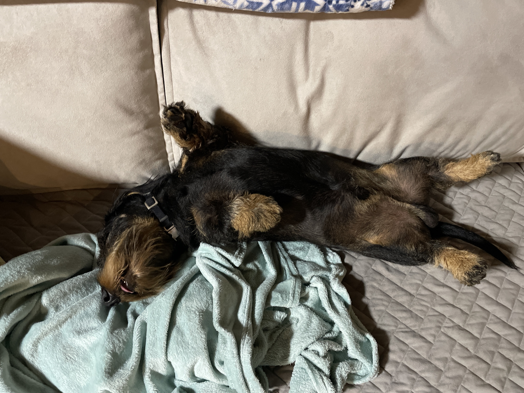 A black and tan wire-haired dachshund is lying on its back on a gray quilted blanket. The dog is positioned between a light gray sofa cushion and a crumpled light blue blanket. The dog is wearing a black collar. The dog's tongue is slightly visible. The location is not provided in the image and therefore cannot be verified.