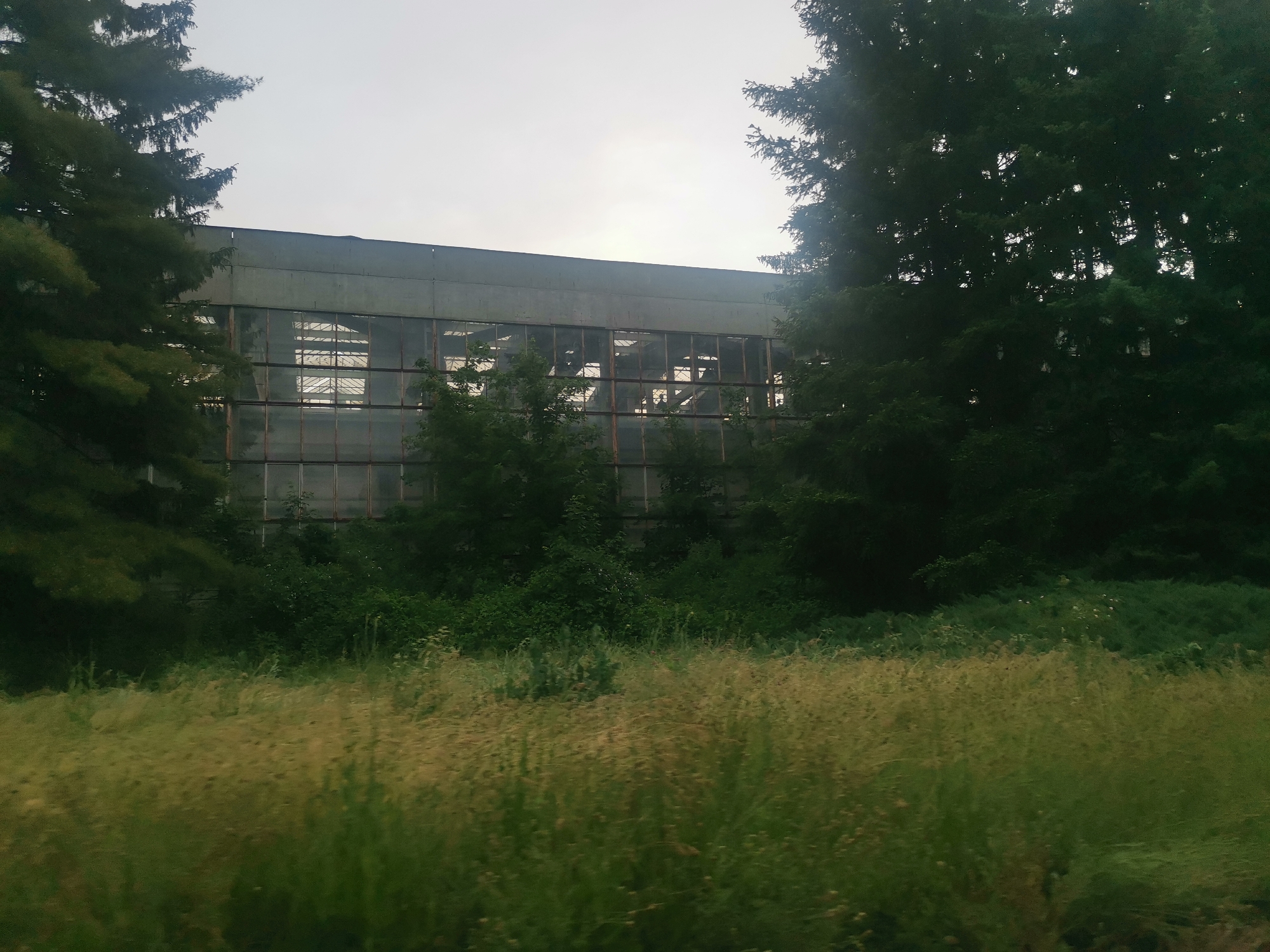 The image depicts a large, seemingly abandoned industrial building, partially obscured by dense vegetation. The central subject is a long, rectangular structure with a weathered, grey facade, possibly concrete or a similar material. A significant portion of its visible wall is composed of numerous large, multi-pane windows, which appear to have rusty frames. Through these windows, internal structural elements, likely roof trusses or support beams, are visible.
Flanking the building are tall, dark evergreen trees, with dense foliage providing a natural frame on both the left and right sides. Below the building's windows, a thick layer of green bushes and undergrowth has grown, further blending the structure with its natural surroundings. The foreground is dominated by a field of tall, wild grass, exhibiting shades of green and golden-brown, suggesting an untended area.
The sky above is bright and overcast, indicating a cloudy day, or possibly early morning or late afternoon, as the light is diffused with no harsh shadows. No specific activity or event is occurring, and no people are visible. The scene conveys a sense of stillness, neglect, and nature's gradual reclamation of a man-made structure. No visible text is present in the image. The overall atmosphere suggests an old, disused site, aligning with a rural or semi-rural location like Zhivkovo, Bulgaria.