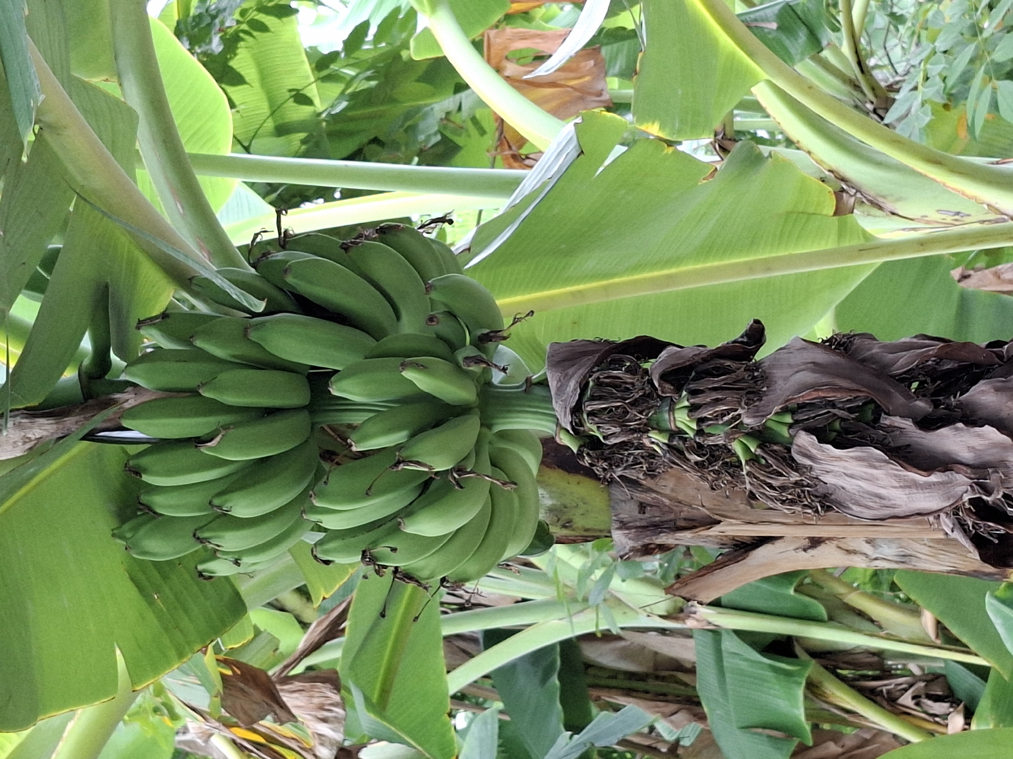 A close-up shot of a banana tree bearing a bunch of unripe green bananas. The bananas are tightly packed together, hanging from a thick stem. The plant has large, green leaves surrounding the bunch of bananas. Dead, dried banana leaves are also visible on the right side of the frame. The background consists of other banana plants and general greenery. The location is Lhokseumawe, Indonesia.