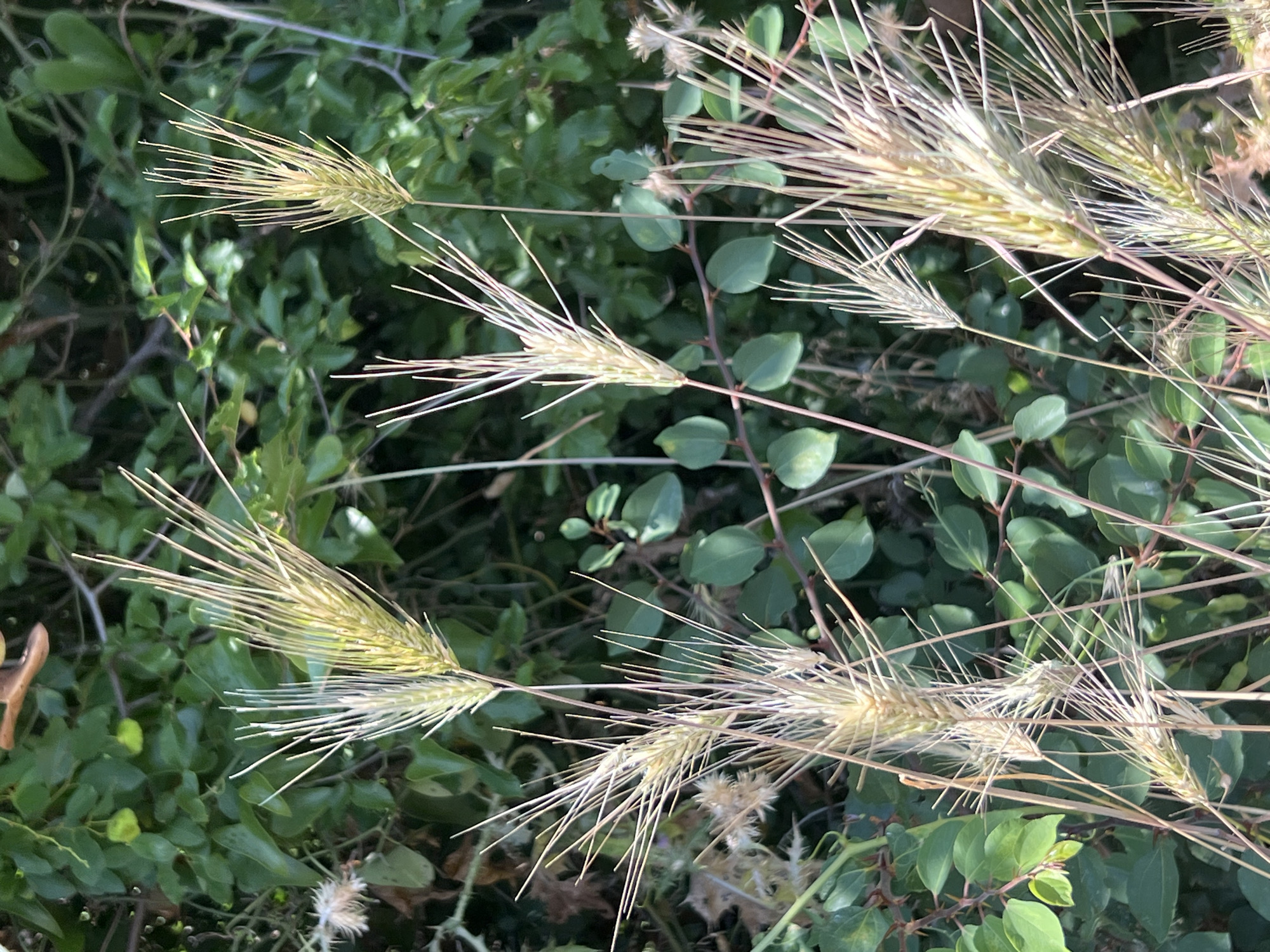 The image shows a close-up view of several dried wild grasses with long, spiky seed heads, set against a blurred background of green foliage. The grasses are predominantly light brown and beige, with some hints of pale green. They are of varying heights and are arranged in a somewhat clustered formation in the foreground. The background consists of dense, out-of-focus green leaves, suggesting an outdoor natural environment. The lighting appears to be natural daylight, casting subtle shadows. There are no people, animals, or man-made objects visible in the frame. The overall scene evokes a sense of dry, late-season vegetation. Without specific landmarks or context within the image, it is not possible to determine the precise location within the city of Budva, Montenegro.